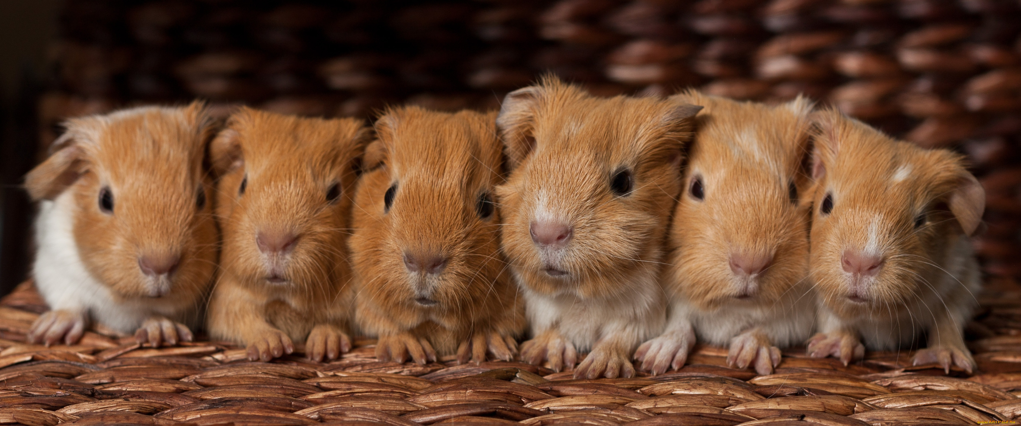 животные, морские, свинки, хомяки, малыши