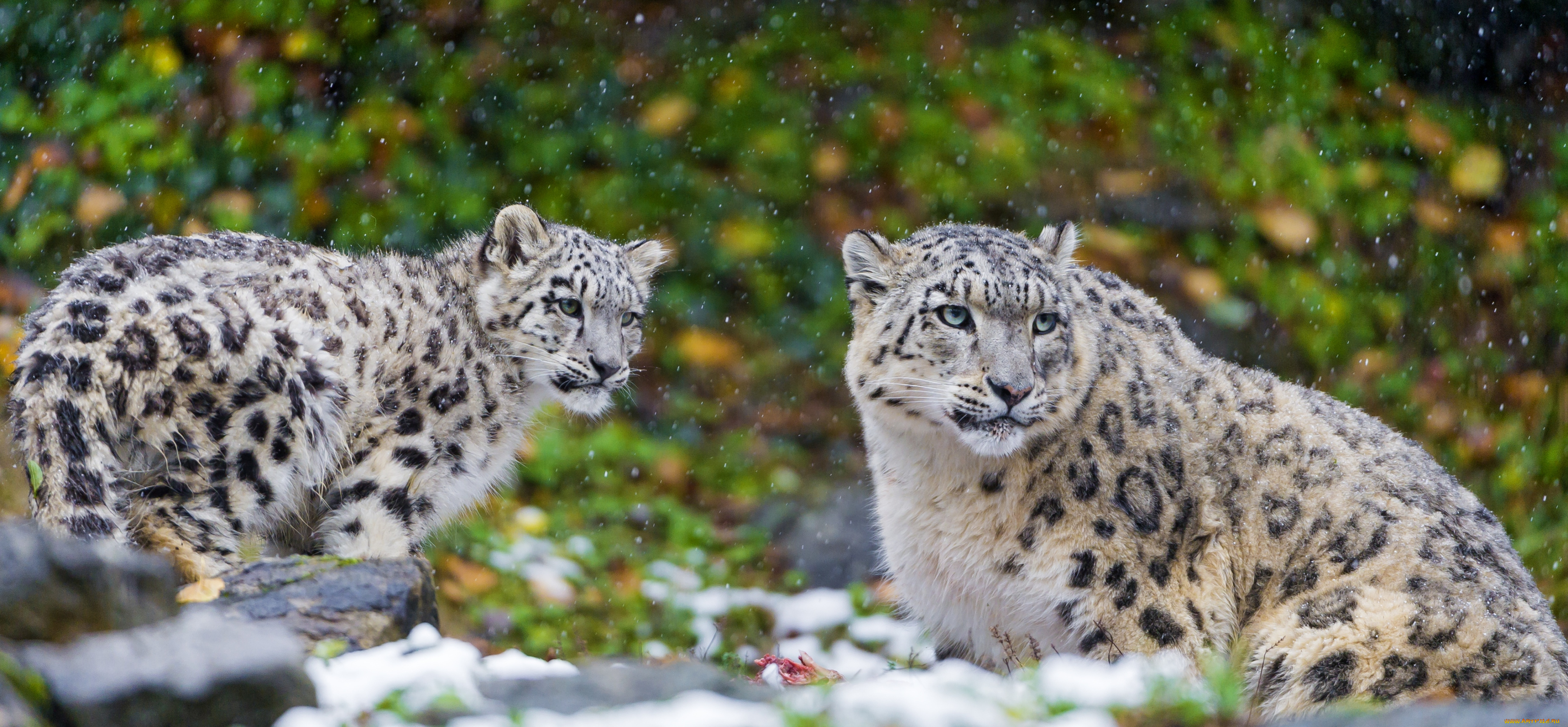 животные, снежный, барс, ирбис, мама, малыш