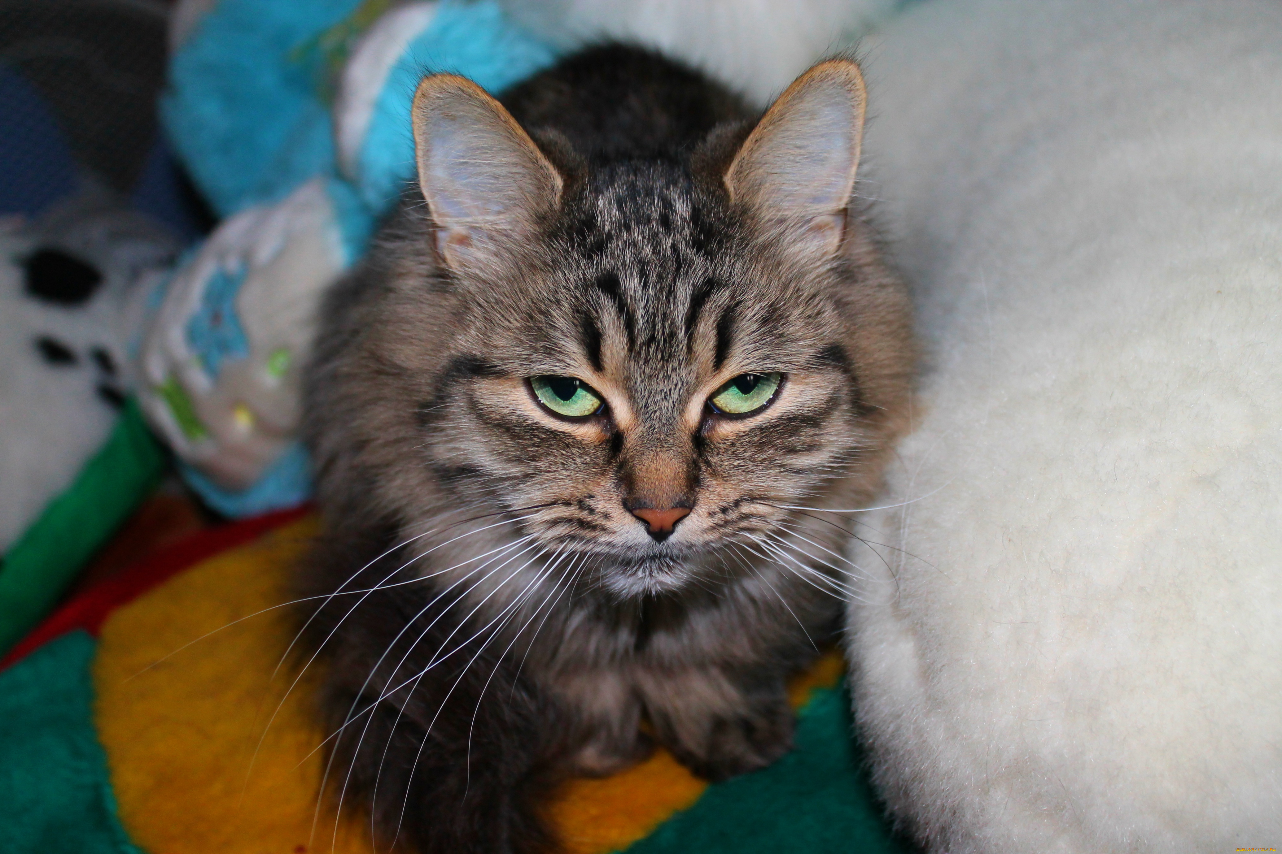 кот, животные, коты, cat