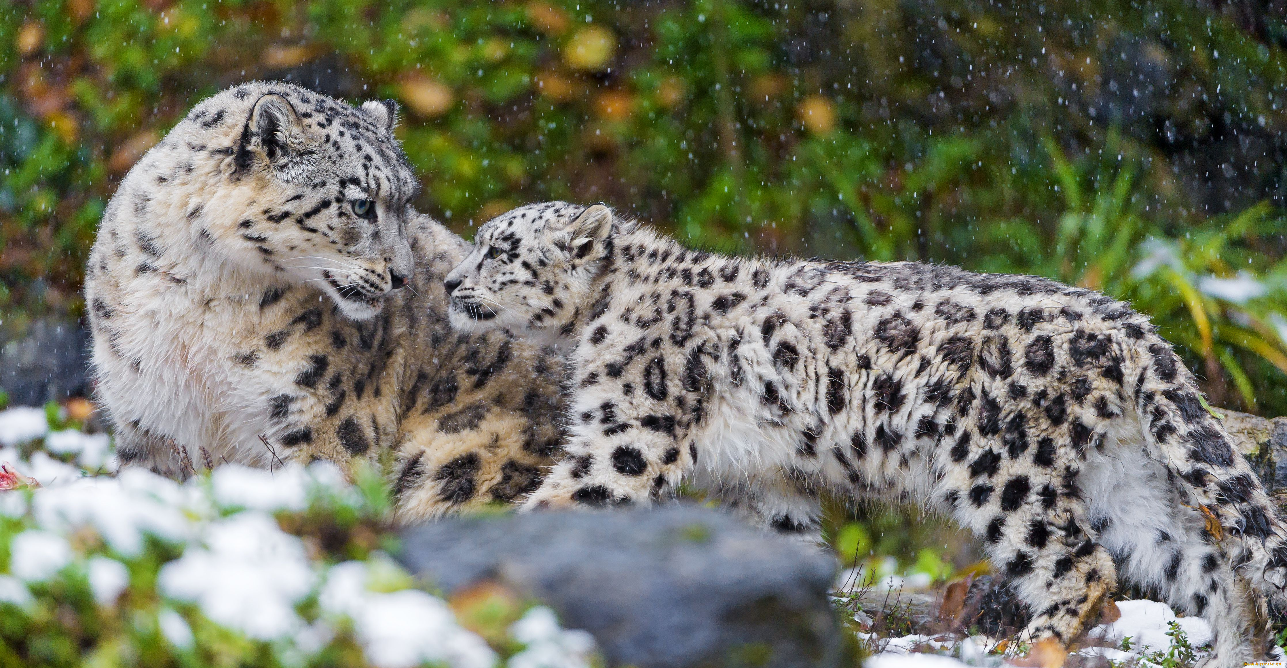 животные, снежный, барс, ирбис, материнство, детёныш