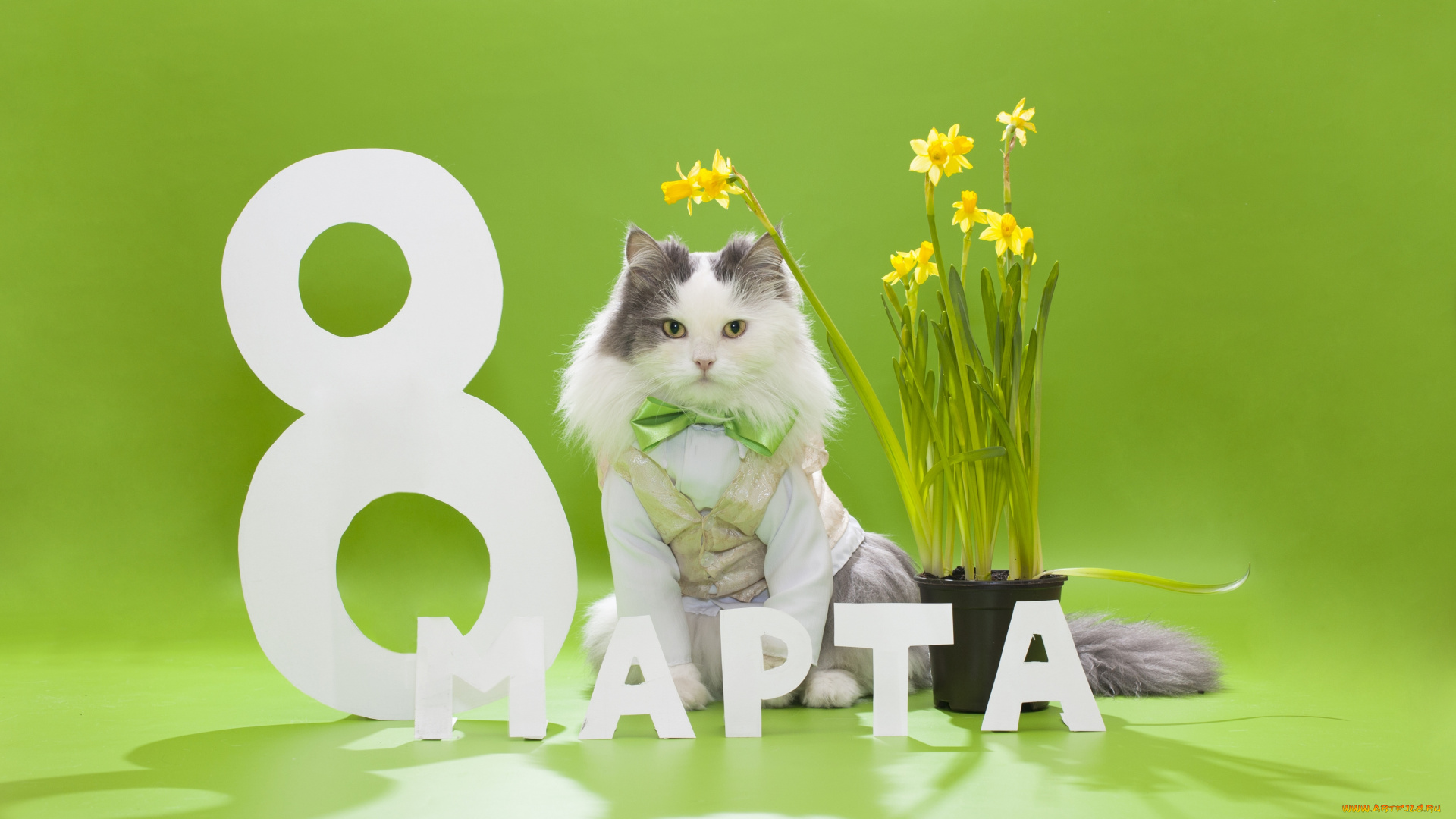 праздничные, международный, женский, день, -, 8, марта, бабочка, 8, марта, кот, пушистый, жилетка, цветы, нарциссы