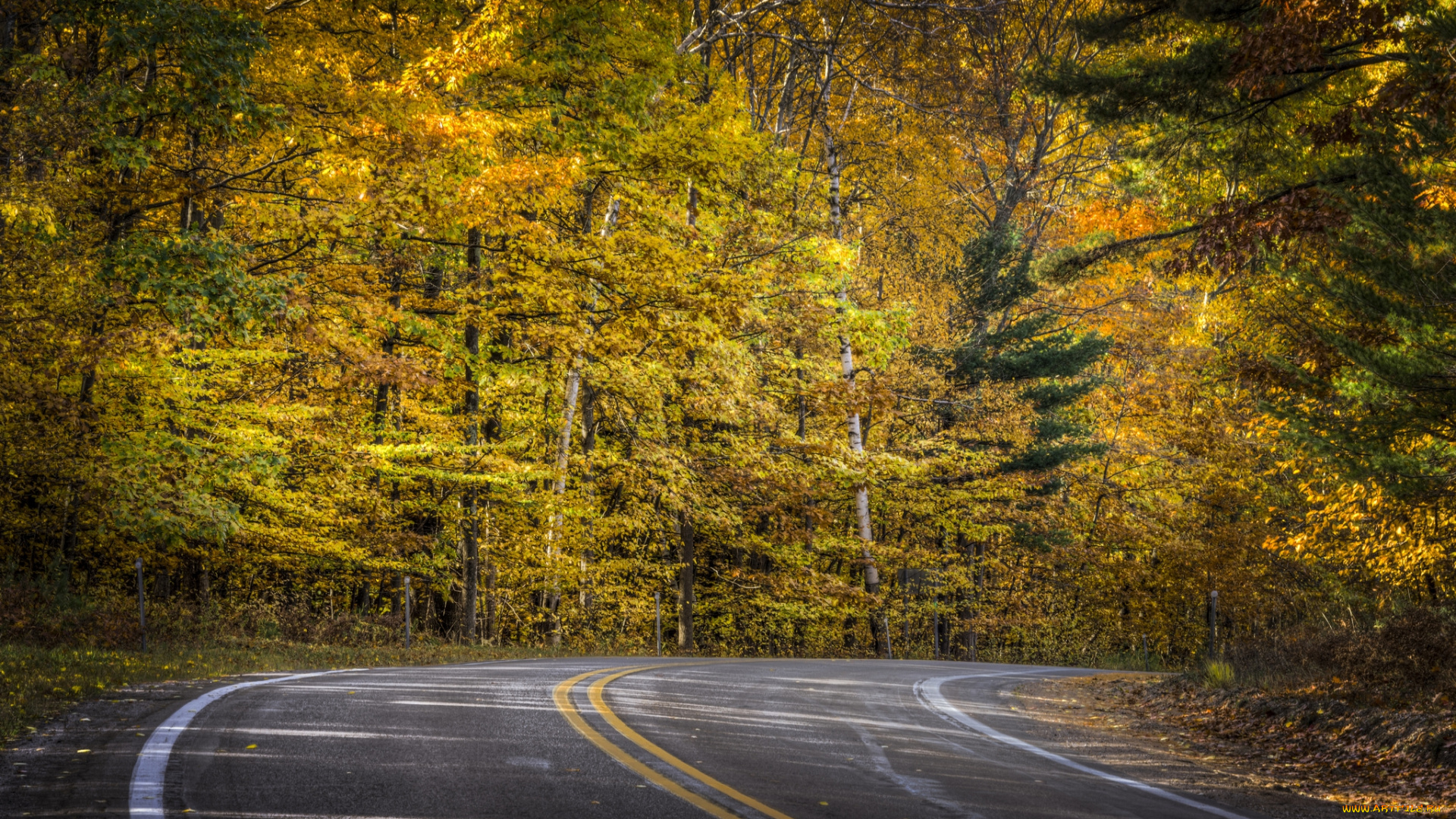 природа, дороги, дорога, лес, осень, листва