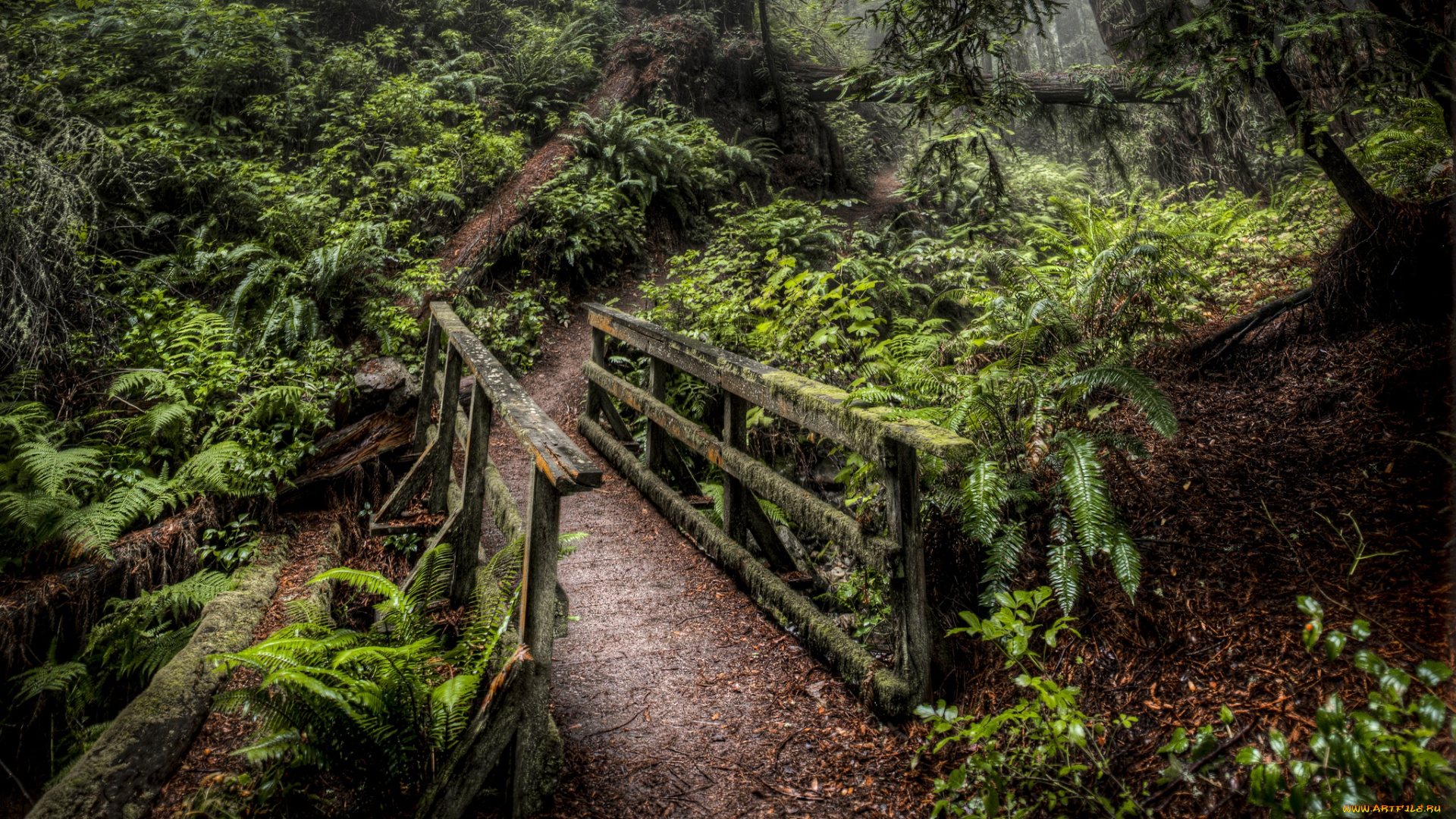 природа, дороги, овраг, тропинка, лес, мостик