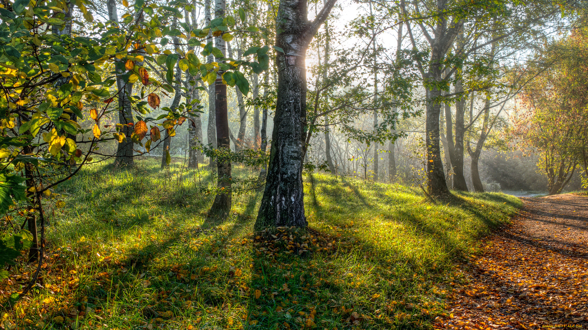 природа, лес, березы