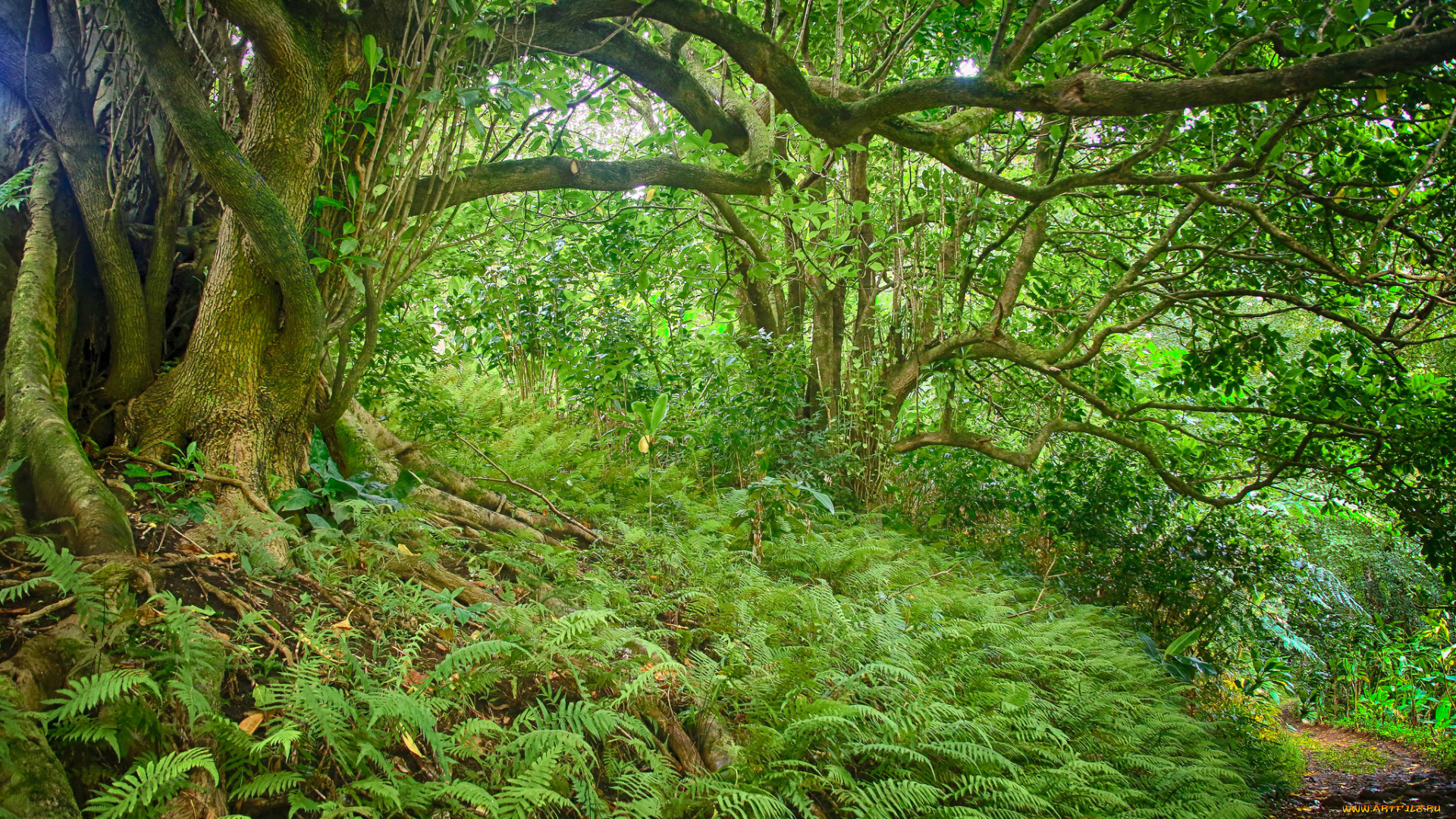 природа, лес, заросли, тропинка, папоротники