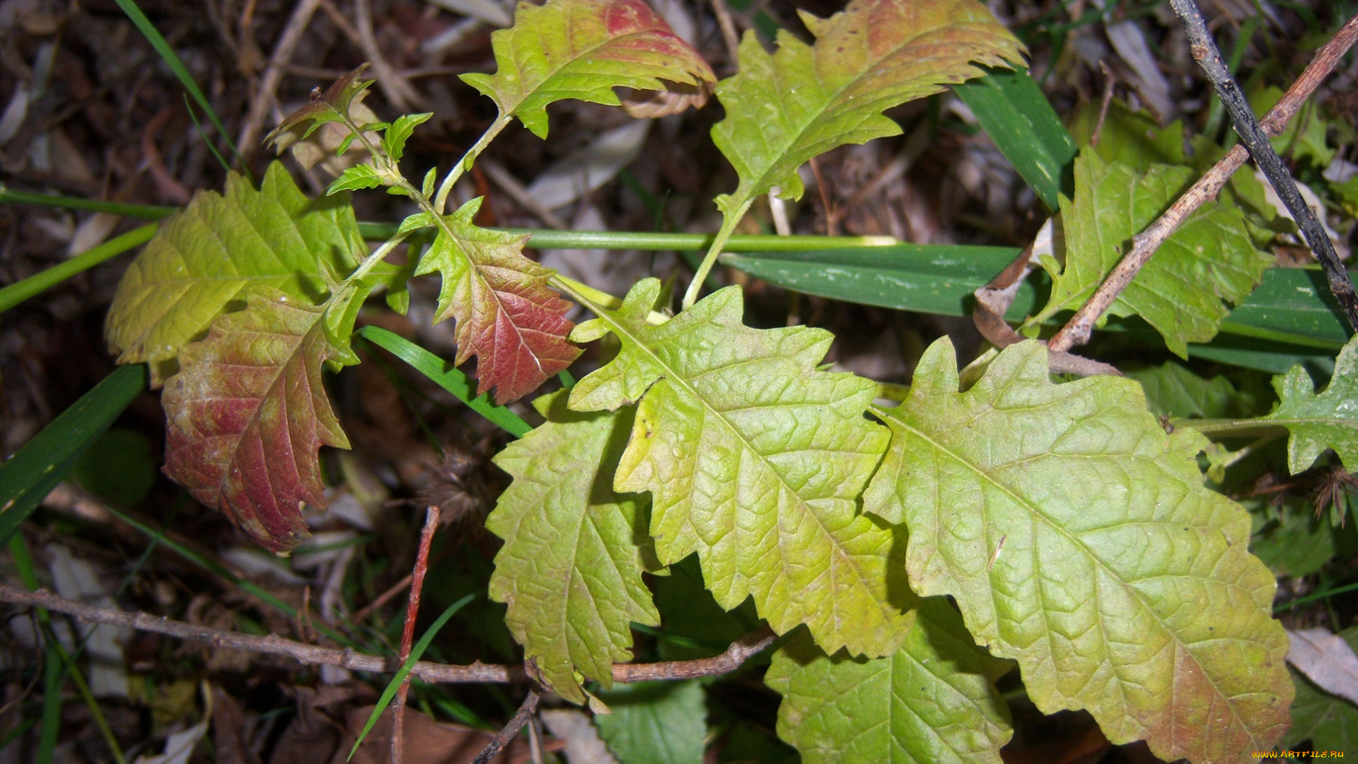 природа, листья, красно-зелёные, волнистые, трава, веточка