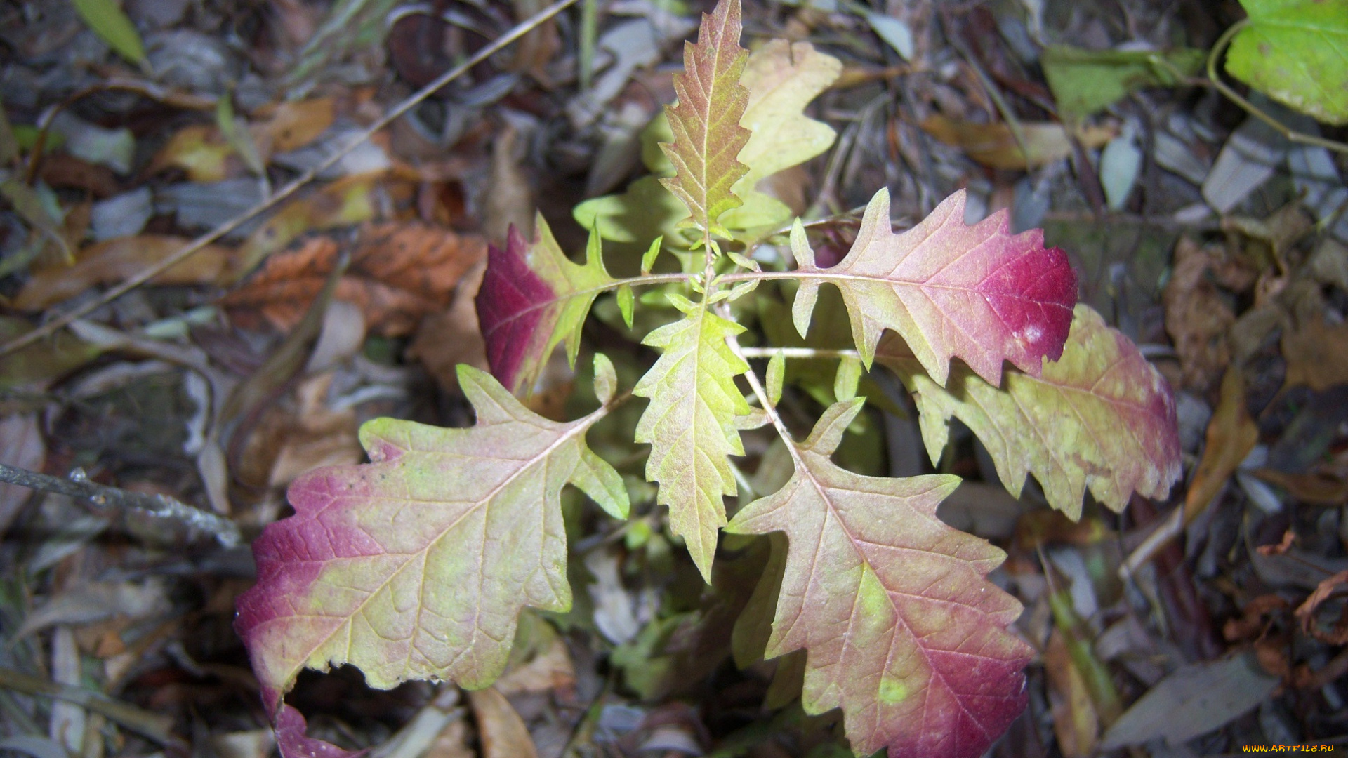 природа, листья, осень, малиново-жёлтые