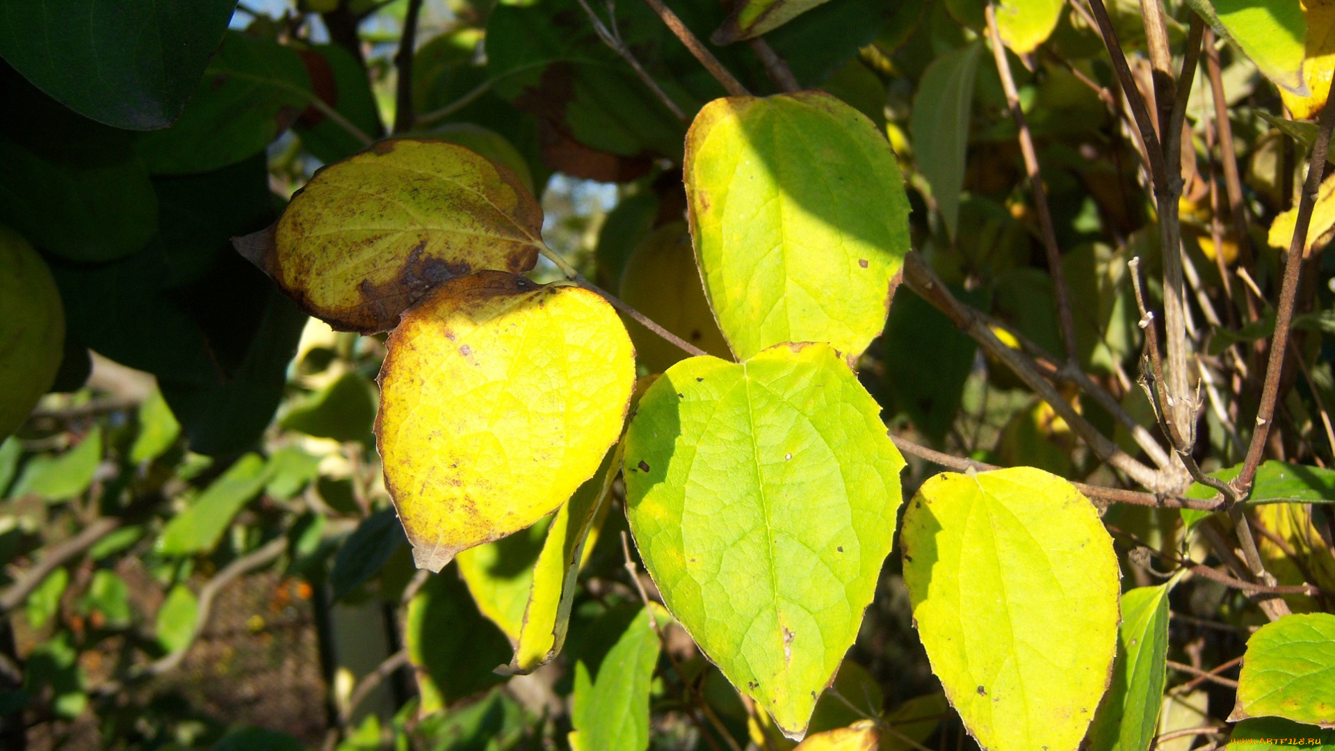 природа, листья, осень, жёлтые, солнечно, ярко