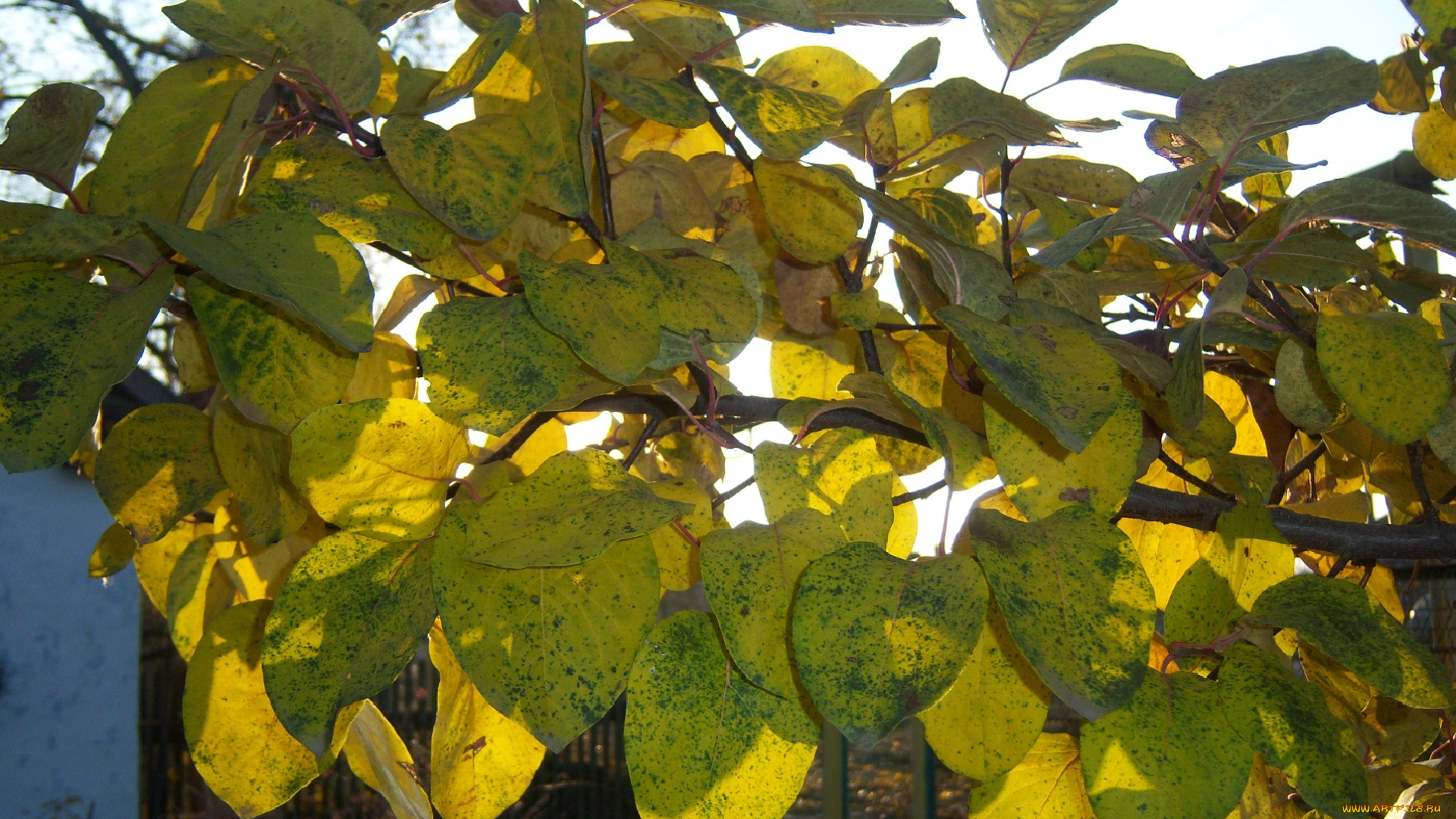 природа, листья, ветка, осень, небо, жёлтые, солнечно, айва