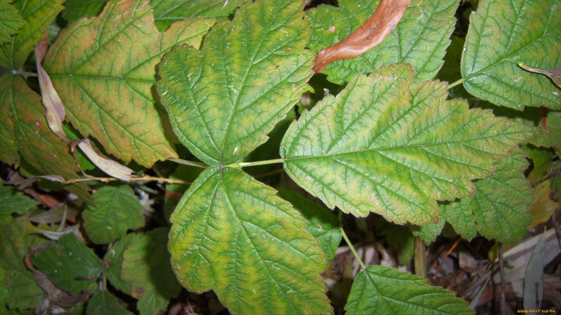 природа, листья, зелёные, ежевика