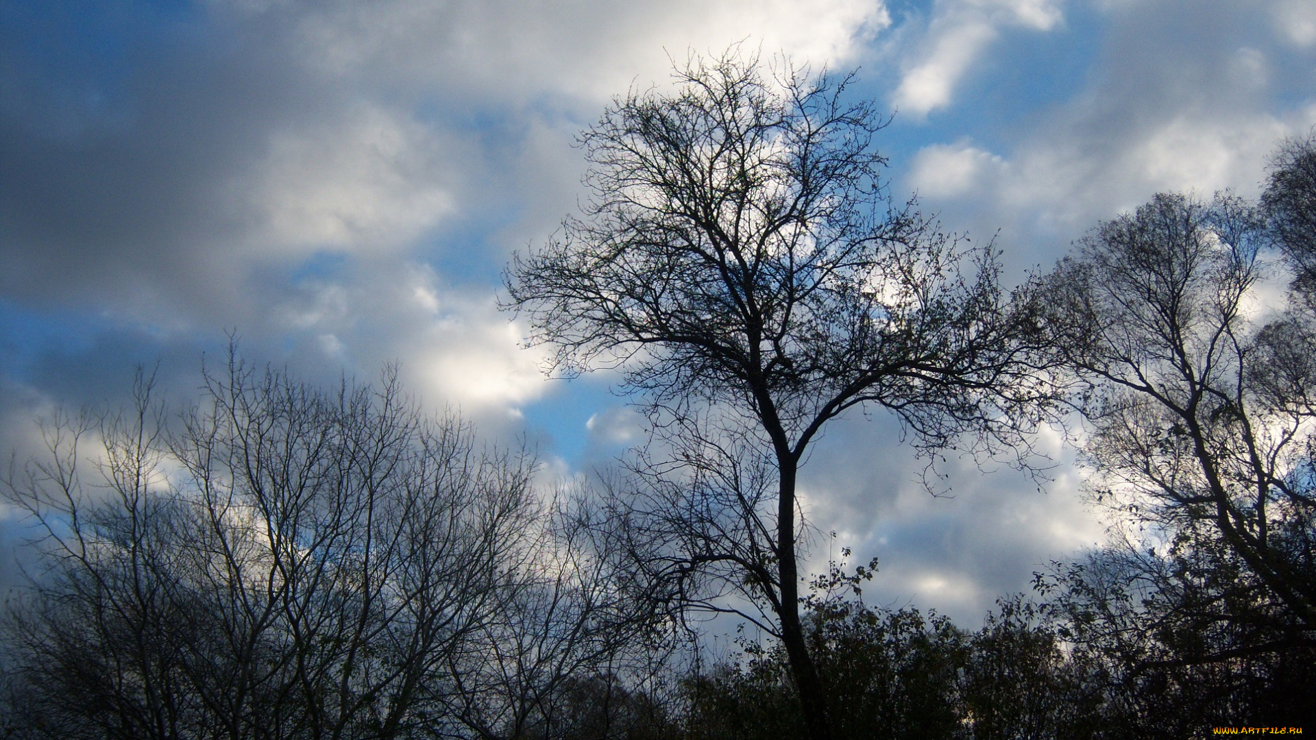 природа, облака, восход, ветви, деревья, небо
