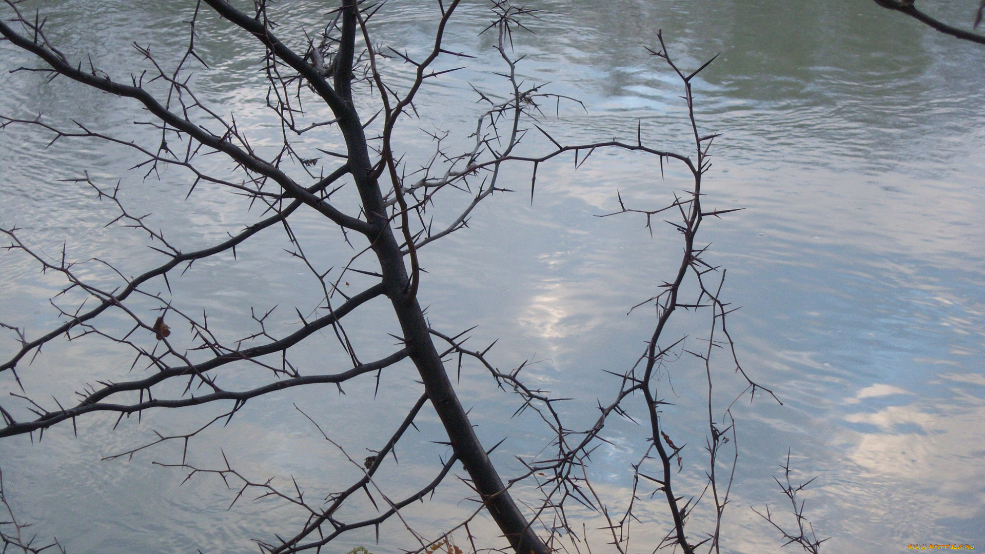 природа, реки, озера, калючки, ветка, облака, небо, отражение, вода, протока, река