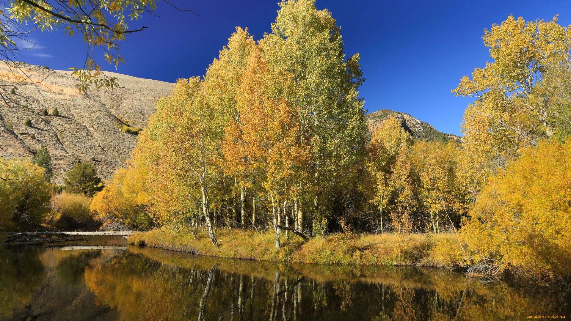 природа, реки, озера, река, лес, осень