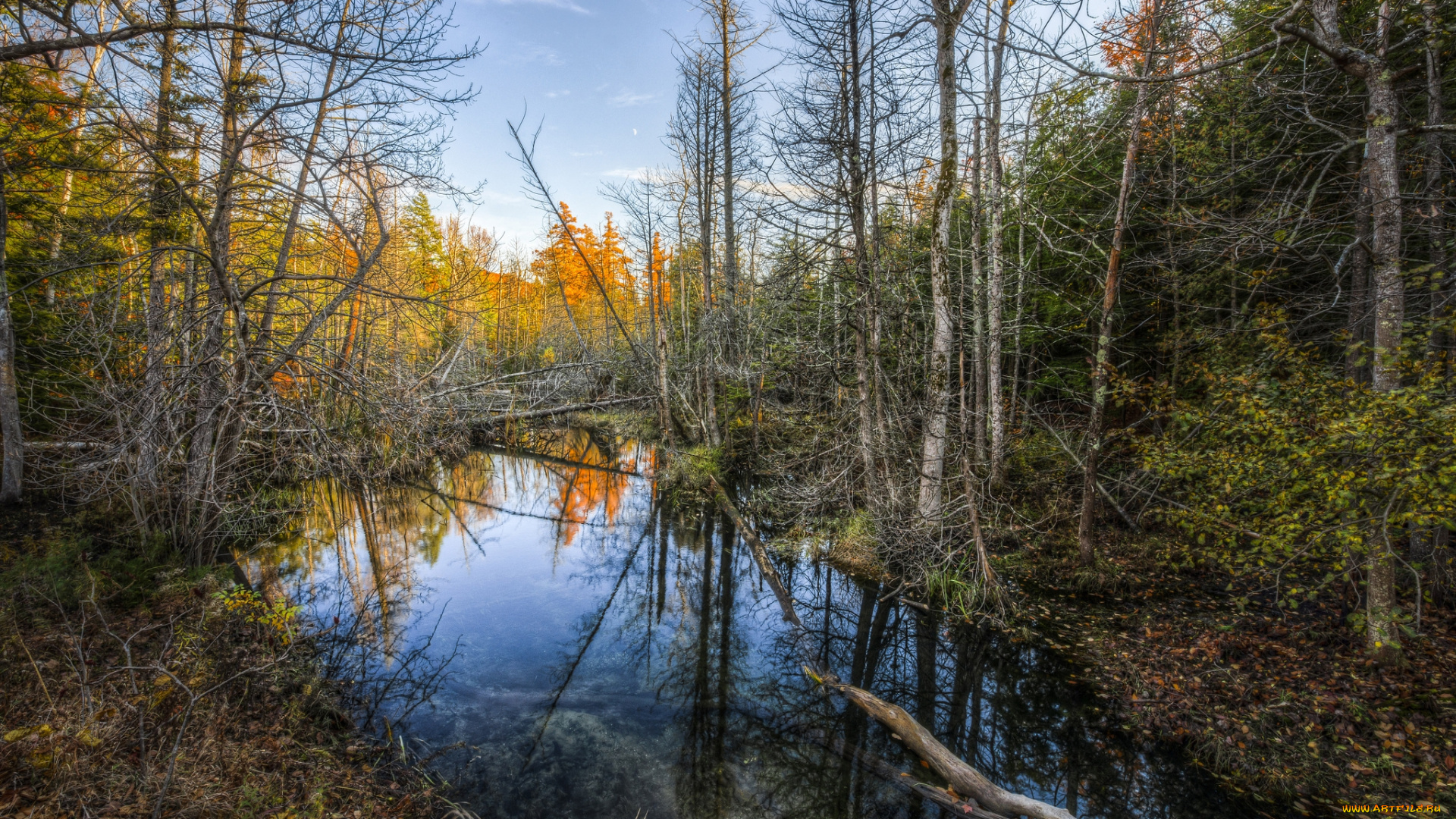 природа, реки, озера, заросли, лес, река