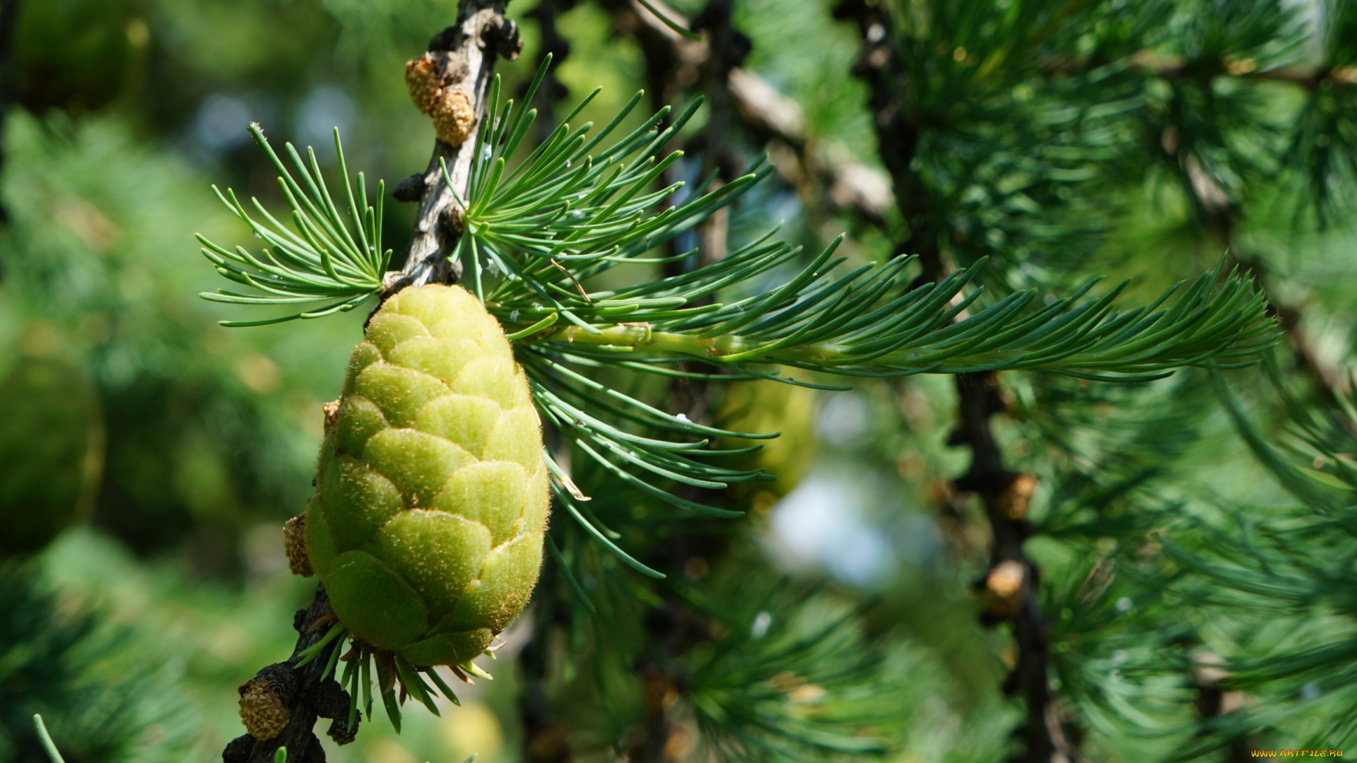 природа, шишки, , жёлуди, , каштаны, смола, иголки, зелень, ель