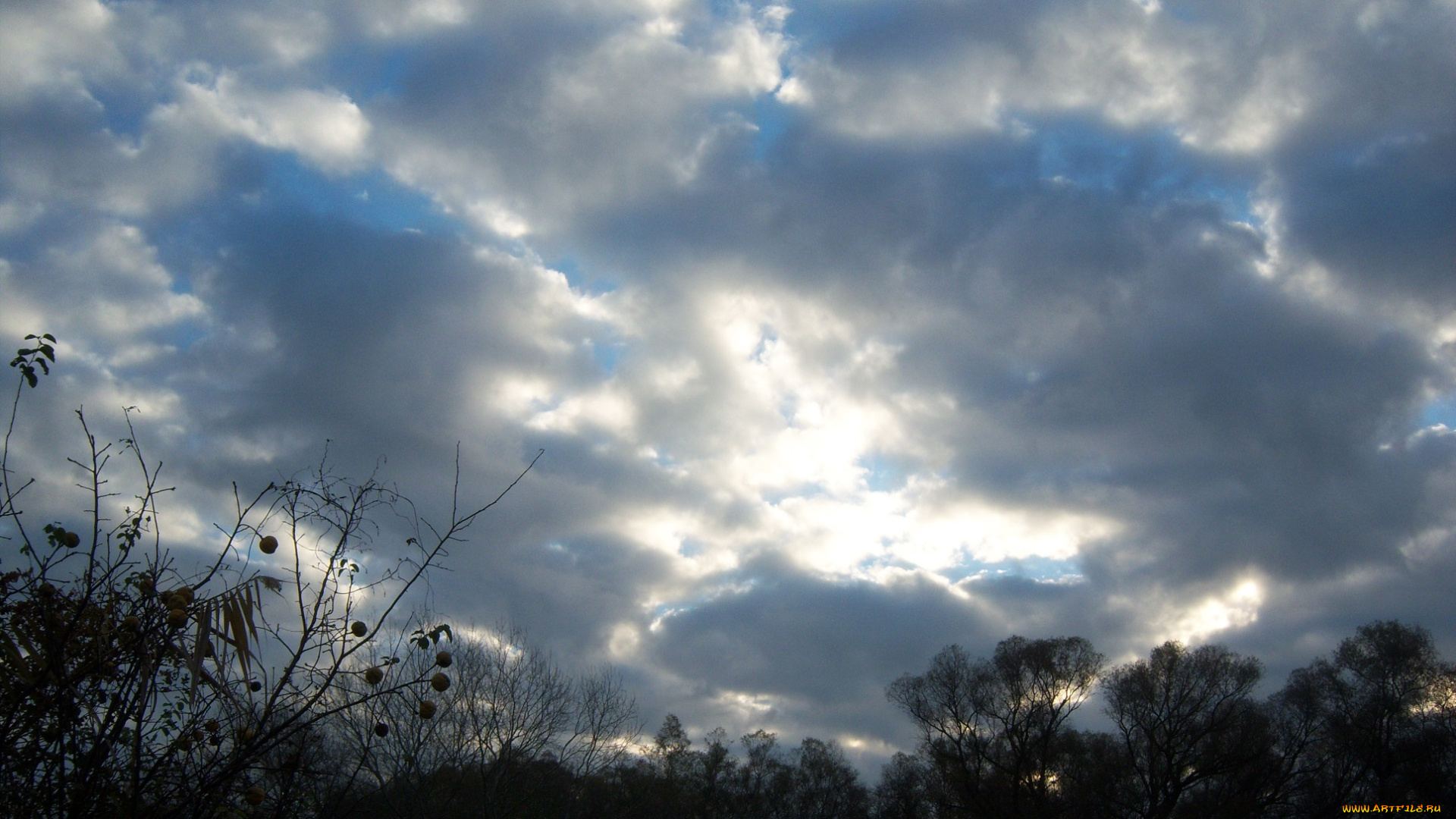 природа, восходы, закаты, деревья, облака, небо, листья, айва, восход, ветви