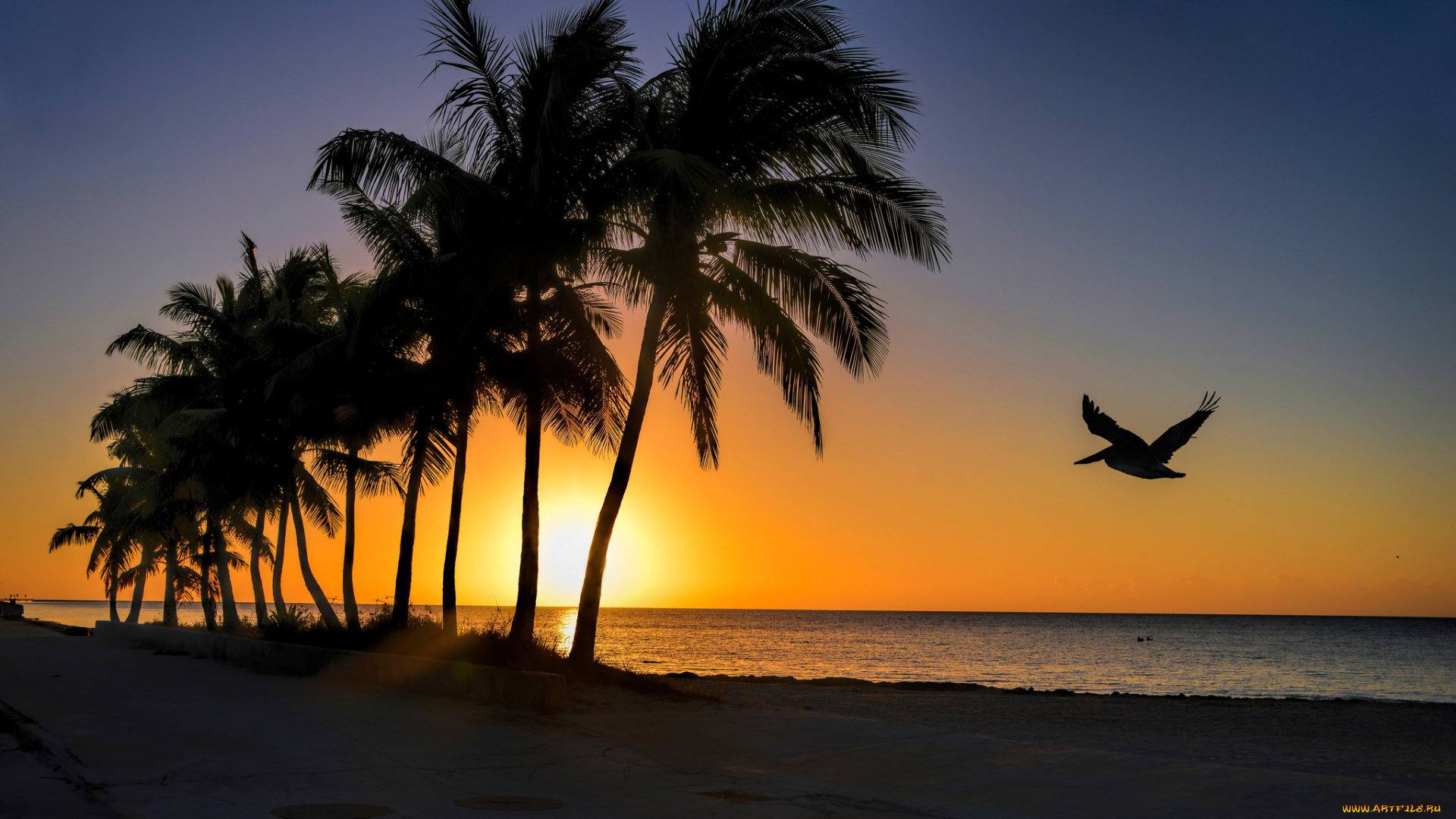 природа, восходы, закаты, свет, солнце, горизонт, пальмы, тропики, пляж, океан