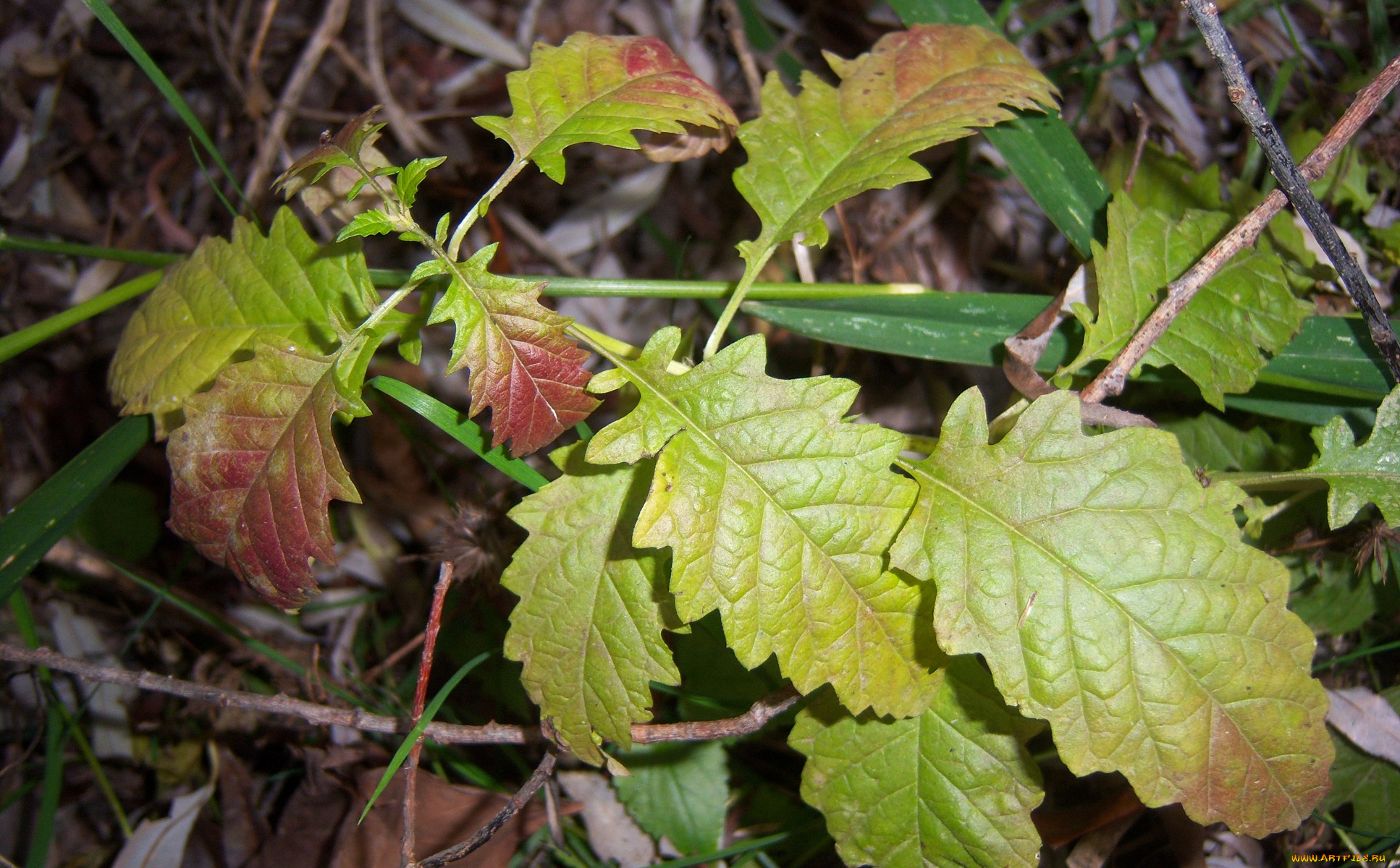 природа, листья, красно-зелёные, волнистые, трава, веточка