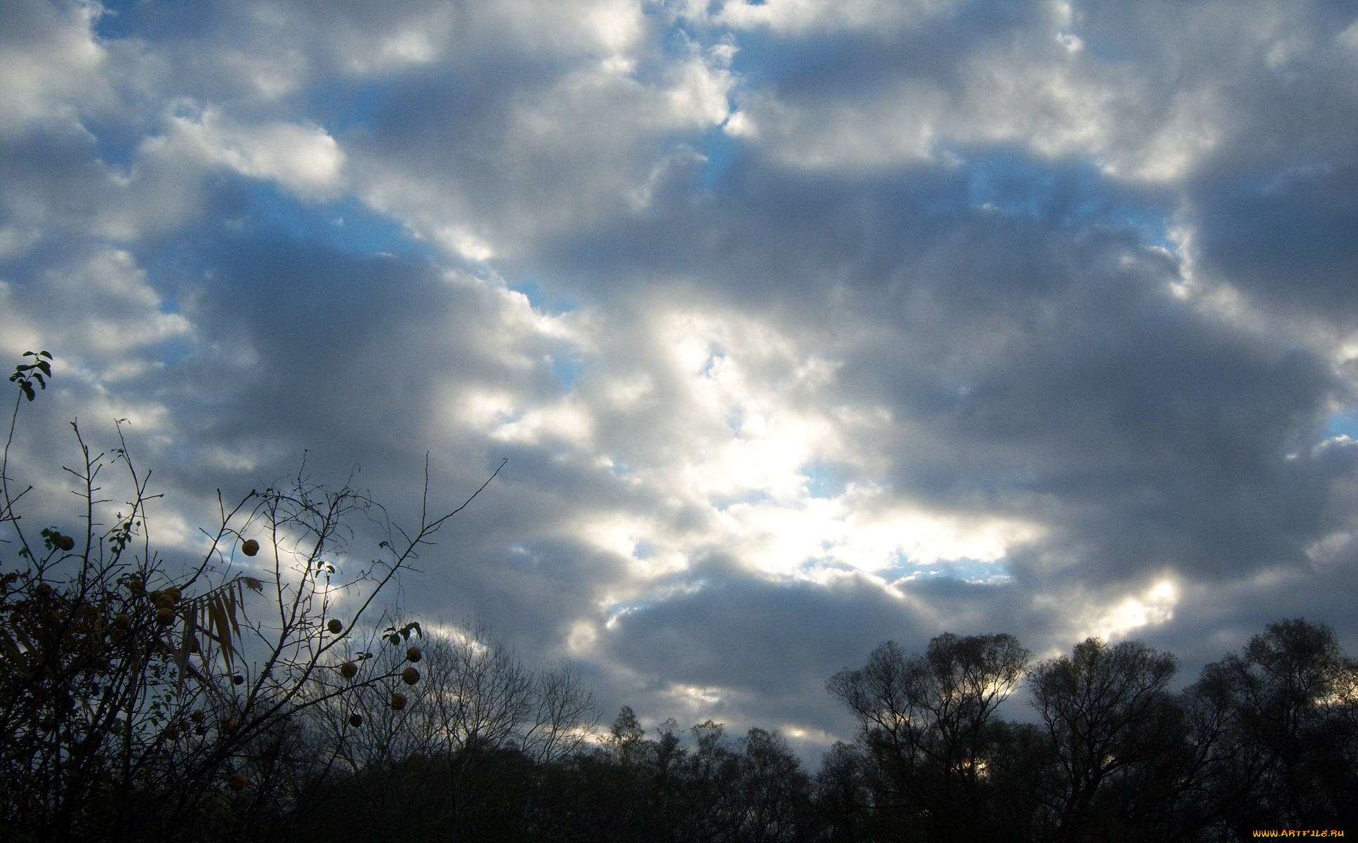 природа, восходы, закаты, деревья, облака, небо, листья, айва, восход, ветви