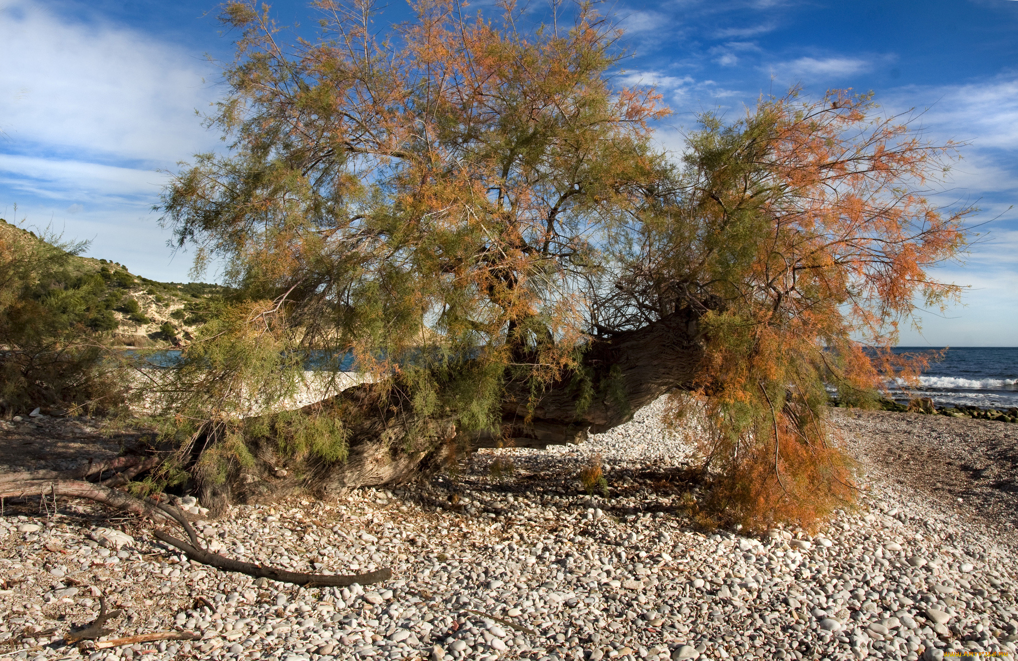 природа, деревья, дерево, облака, пляж, горизонт, океан