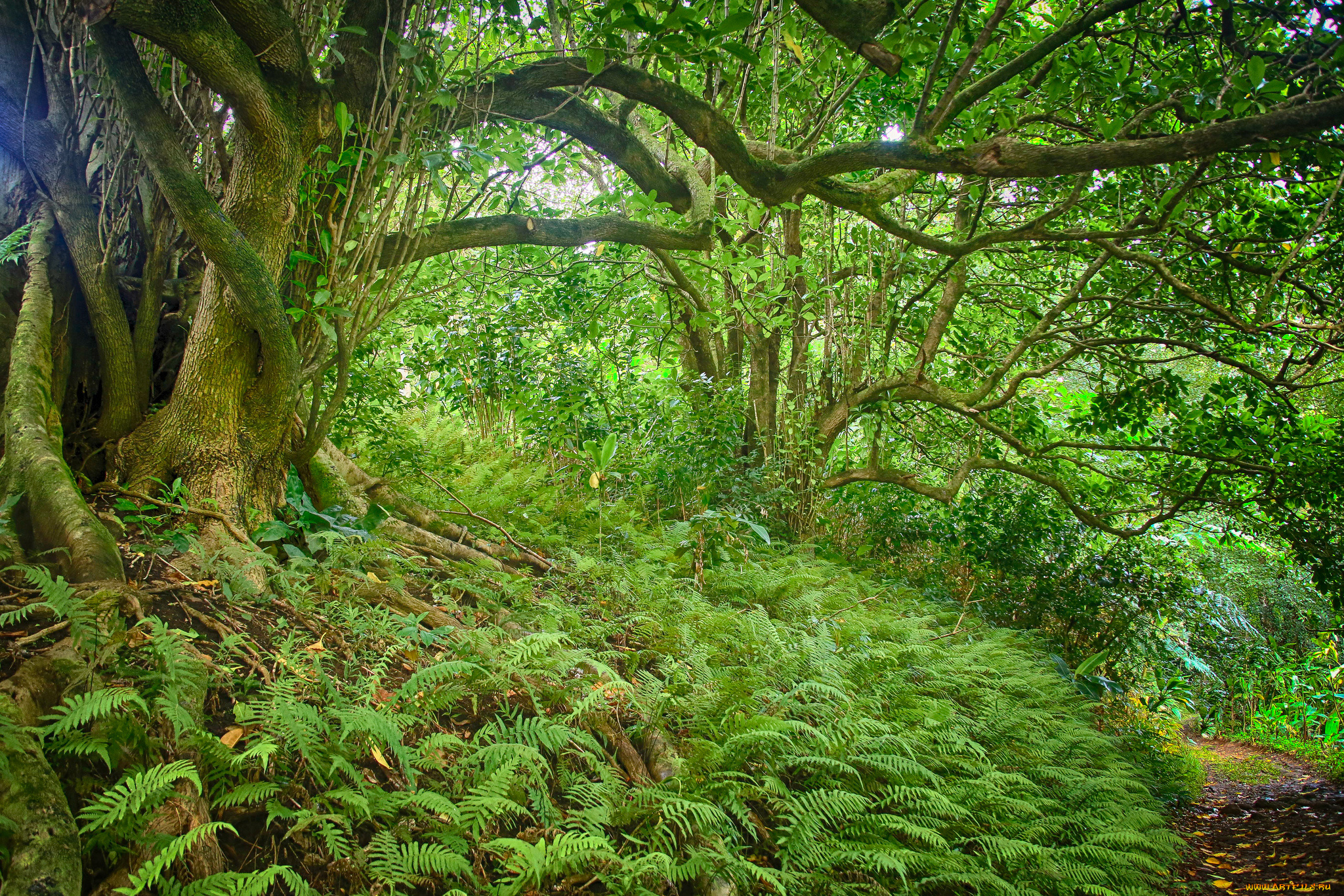 природа, лес, заросли, тропинка, папоротники