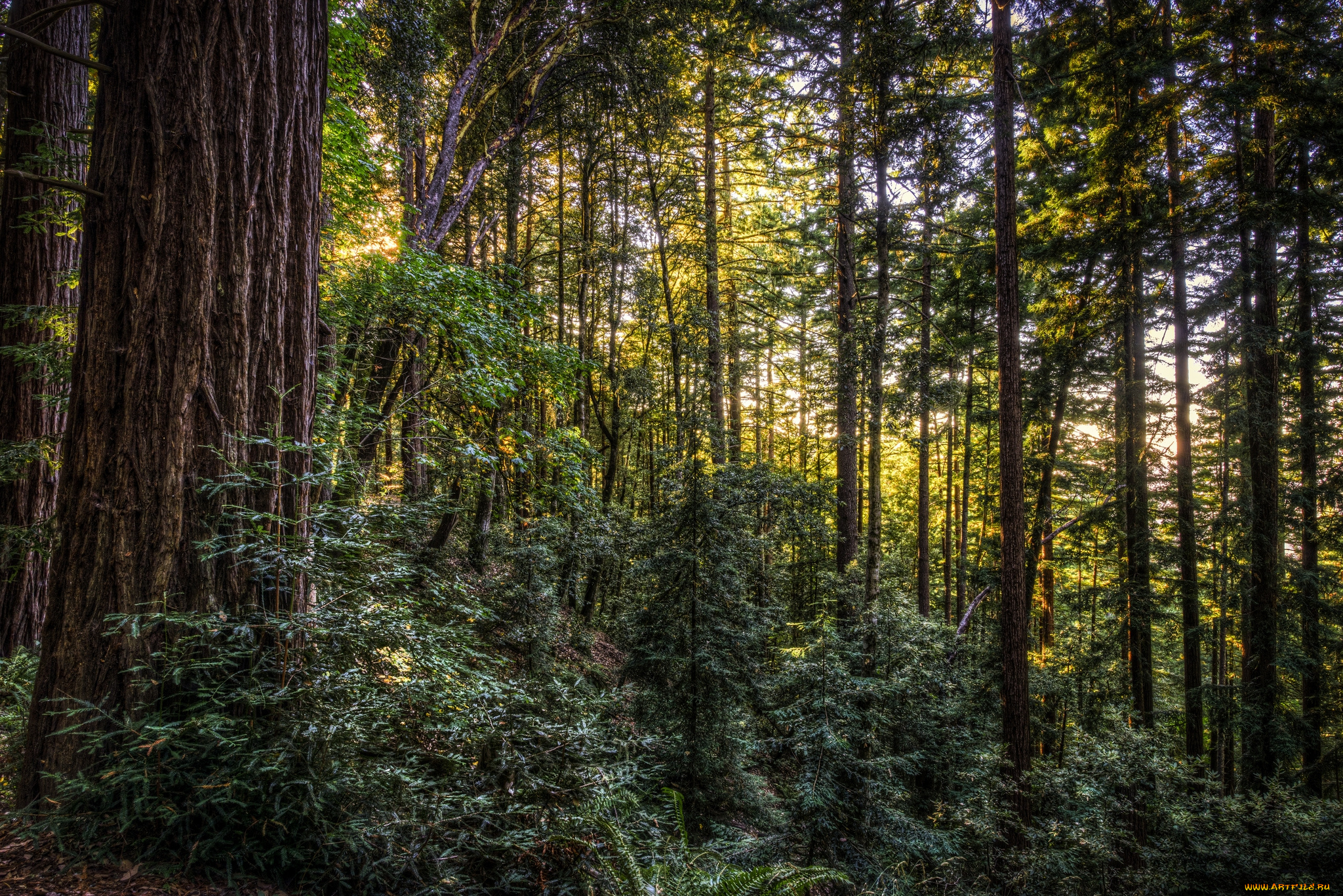 природа, лес, кустарник, сосновый