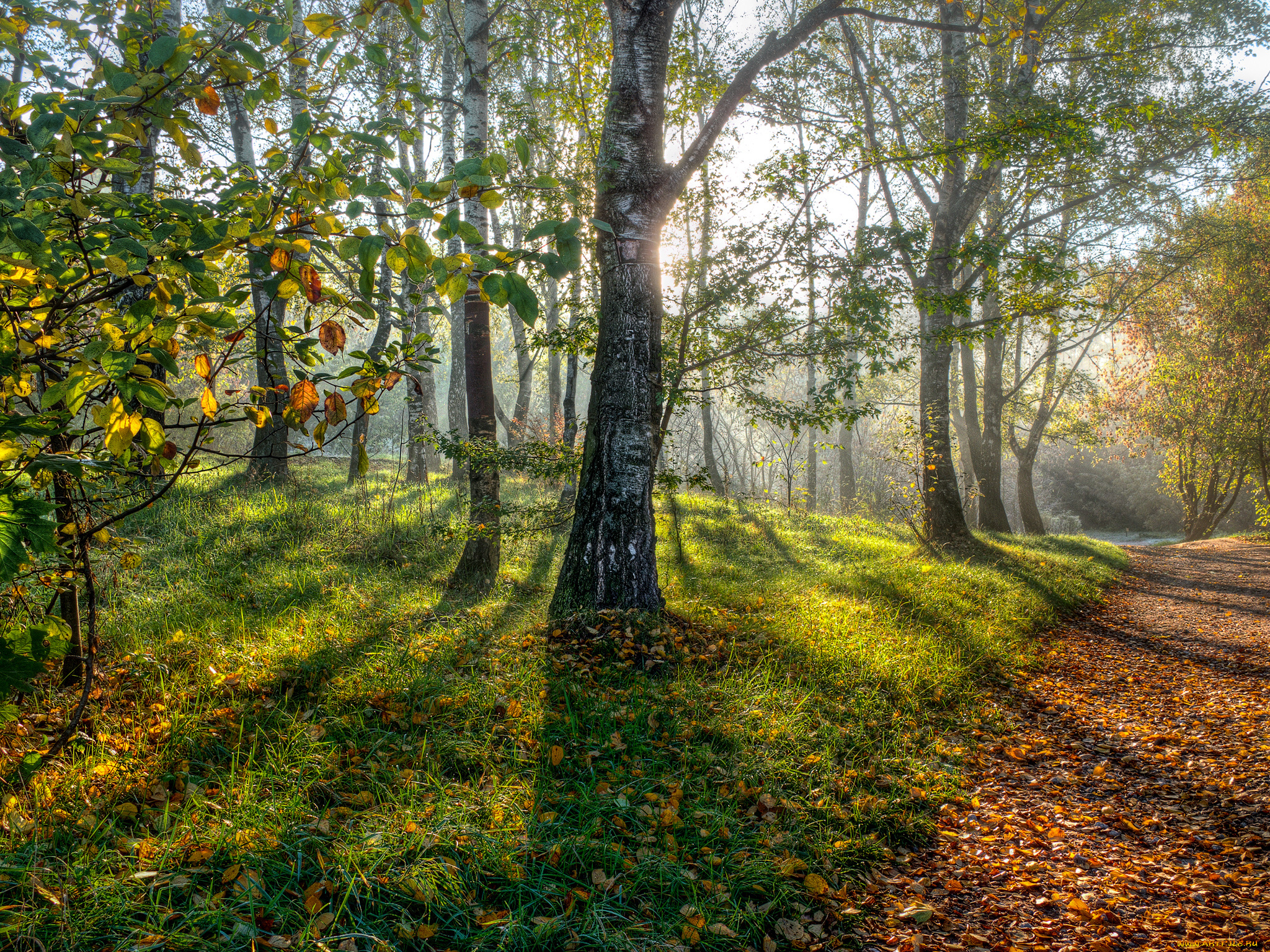 природа, лес, березы