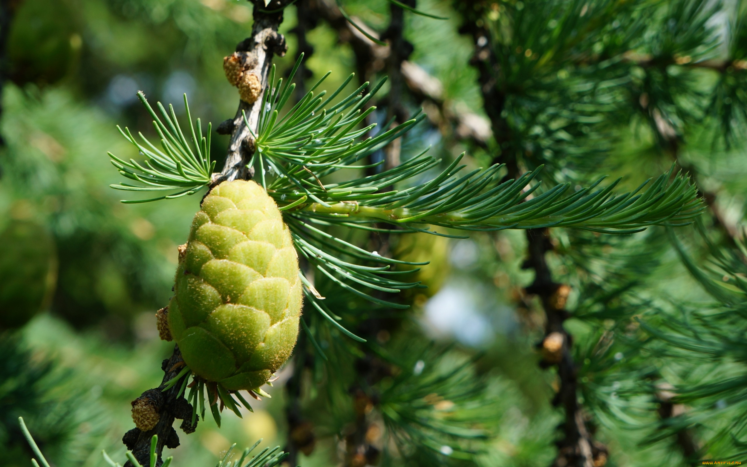 природа, шишки, , жёлуди, , каштаны, смола, иголки, зелень, ель