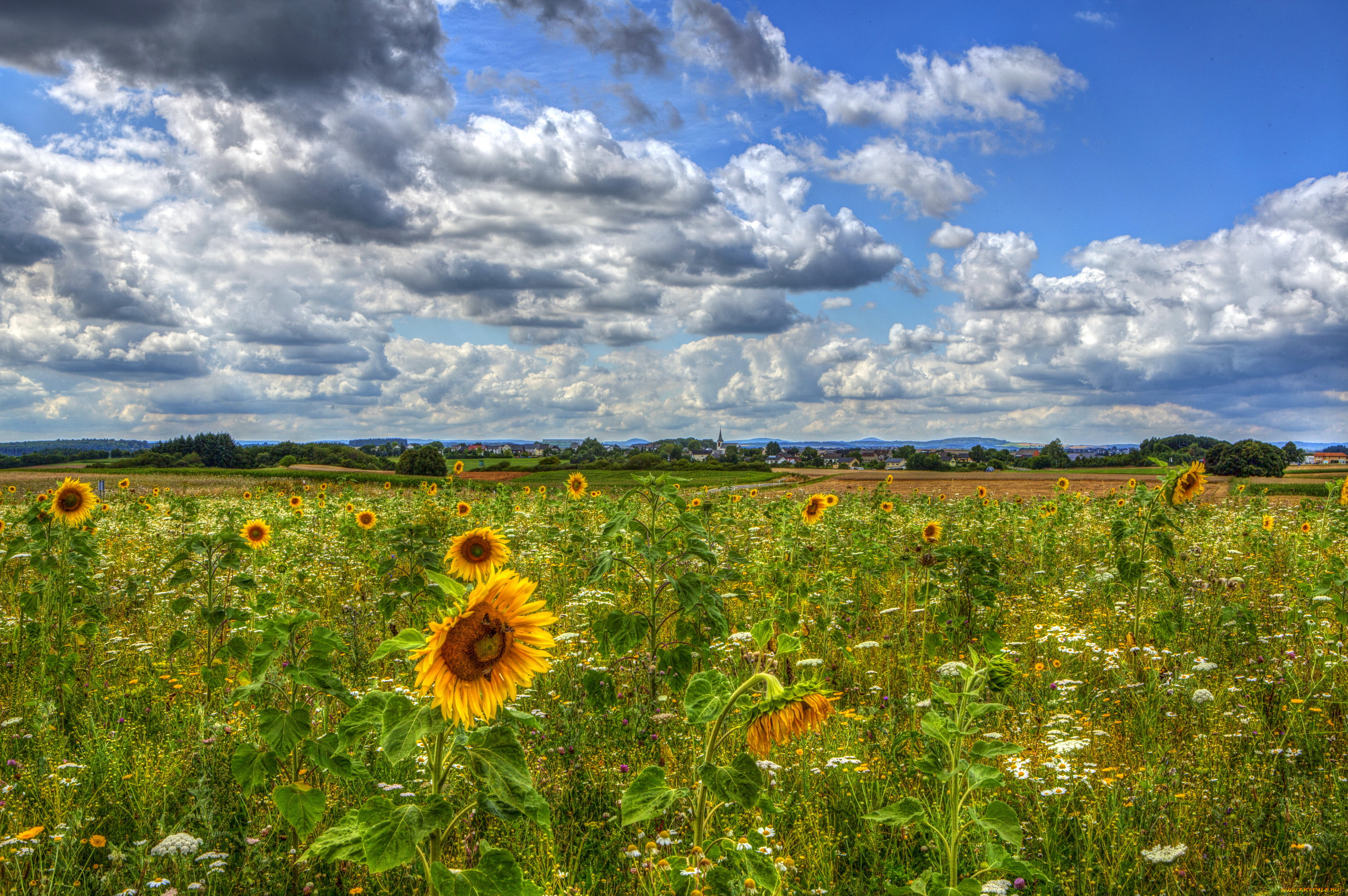 природа, поля, подсолнухи, германия