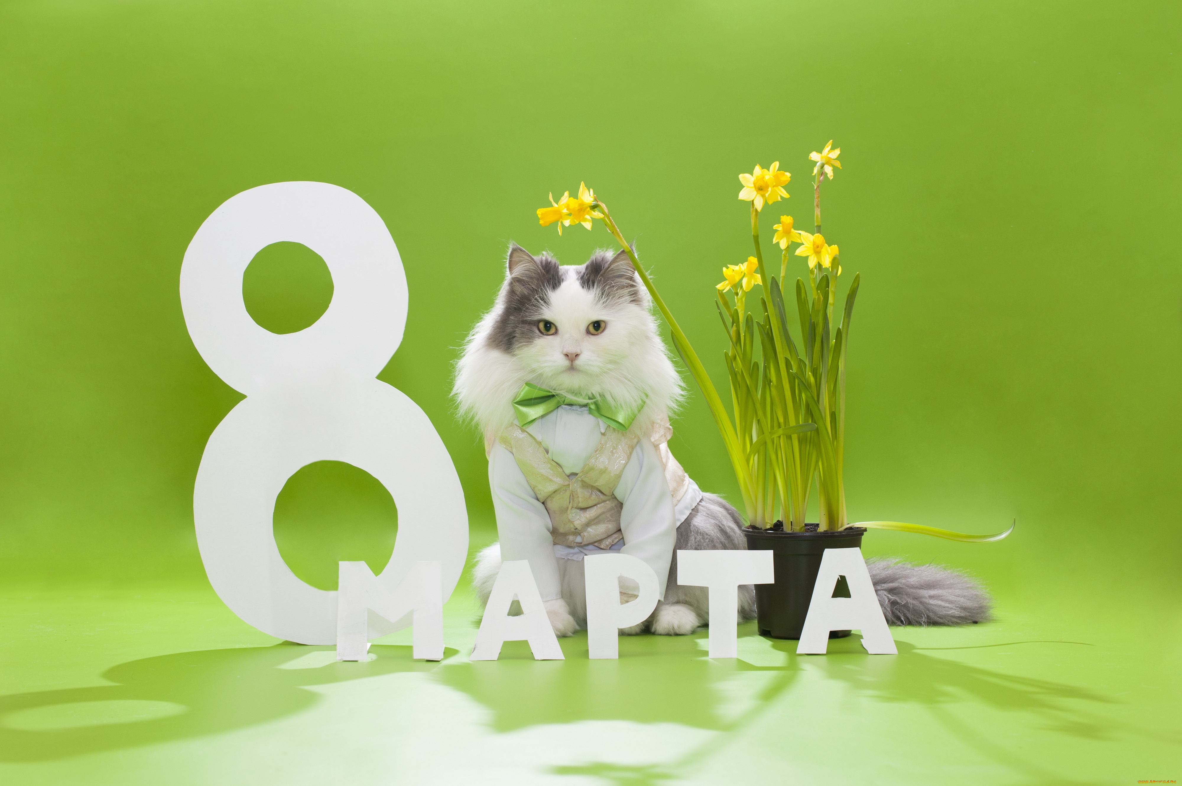 праздничные, международный, женский, день, -, 8, марта, бабочка, 8, марта, кот, пушистый, жилетка, цветы, нарциссы
