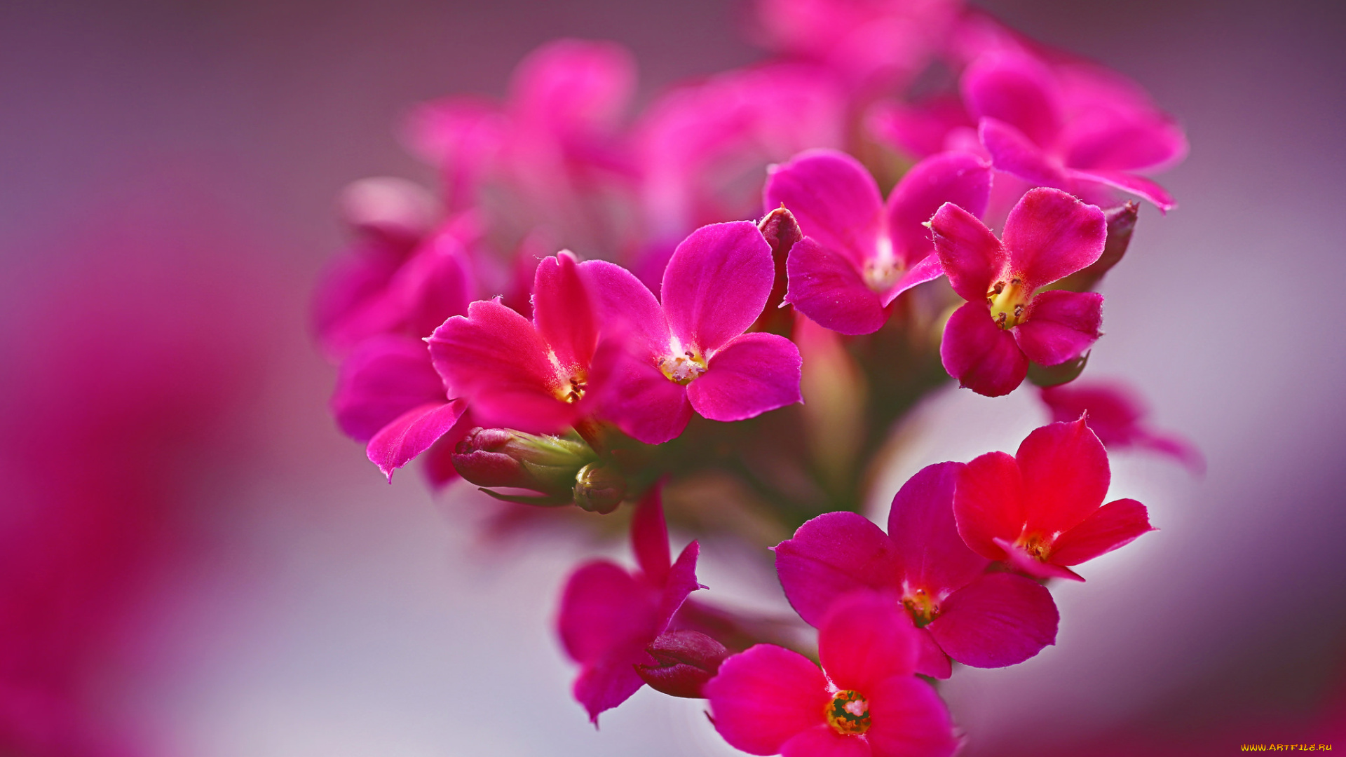 цветы, цвет, яркие, красота, фон, макро