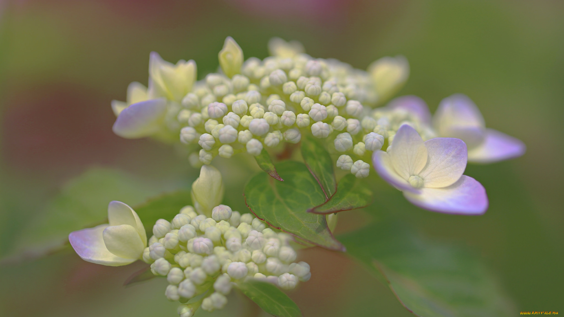 цветы, гортензия, лепестки, цветок, нежность, макро, бутончики