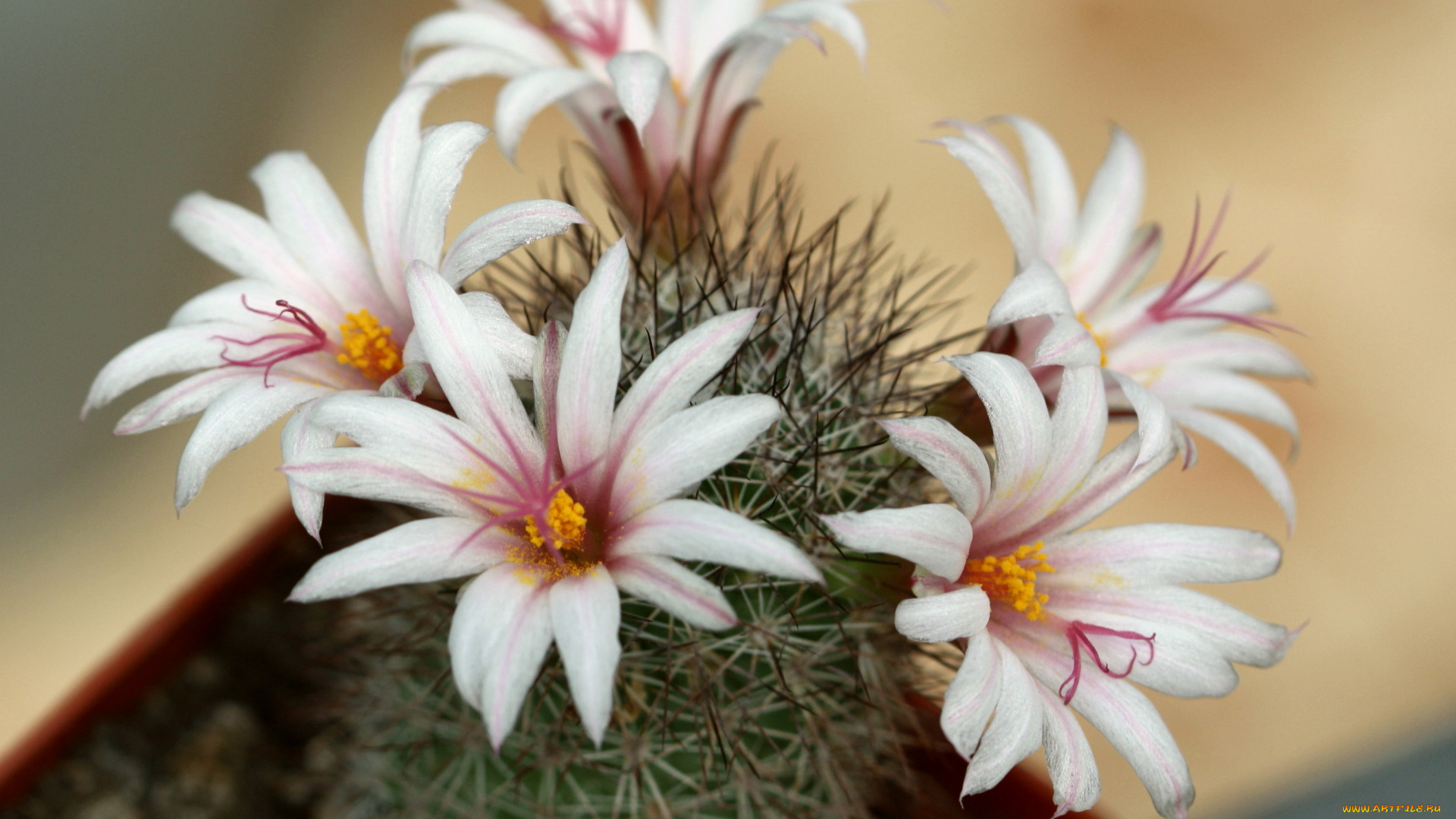 цветы, кактусы, кактус, колючки, красота