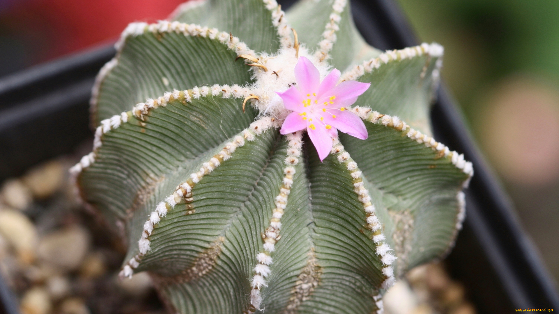 цветы, кактусы, кактус, колючки, красота