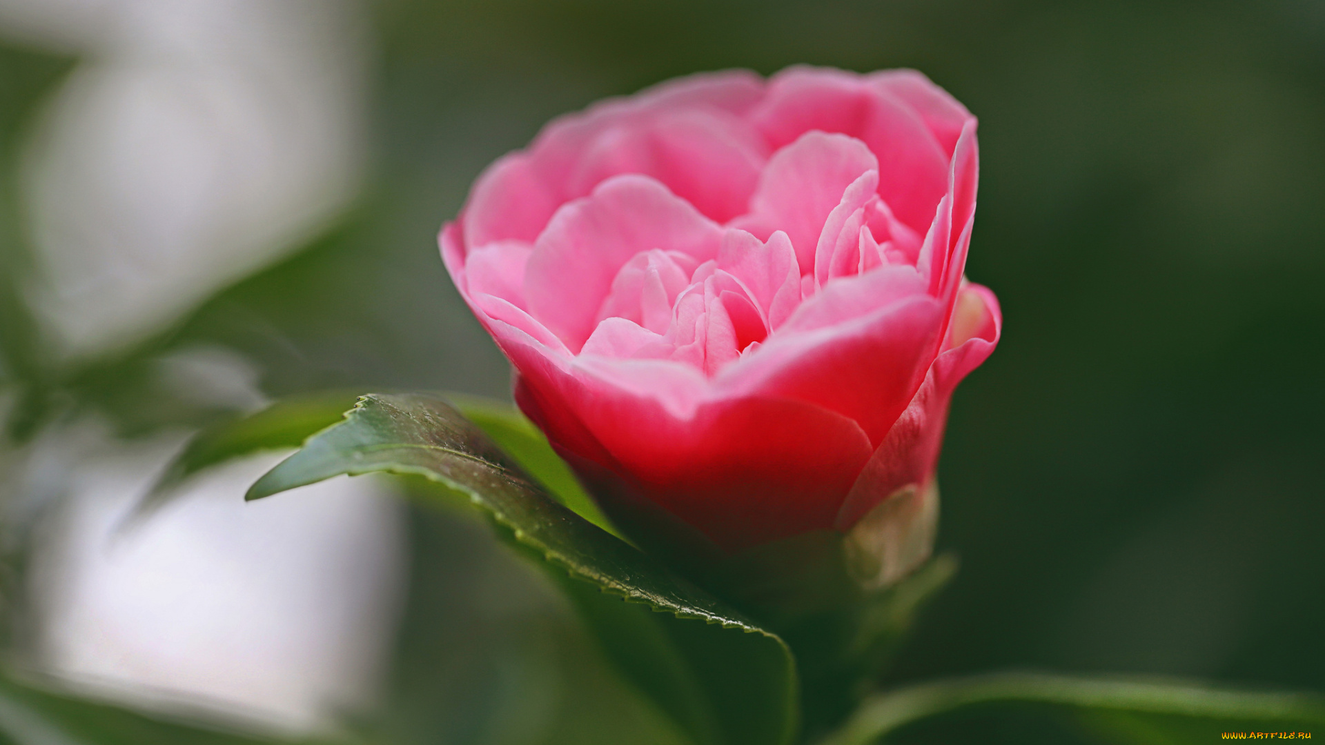 цветы, камелии, цветок, фон, макро, камелия