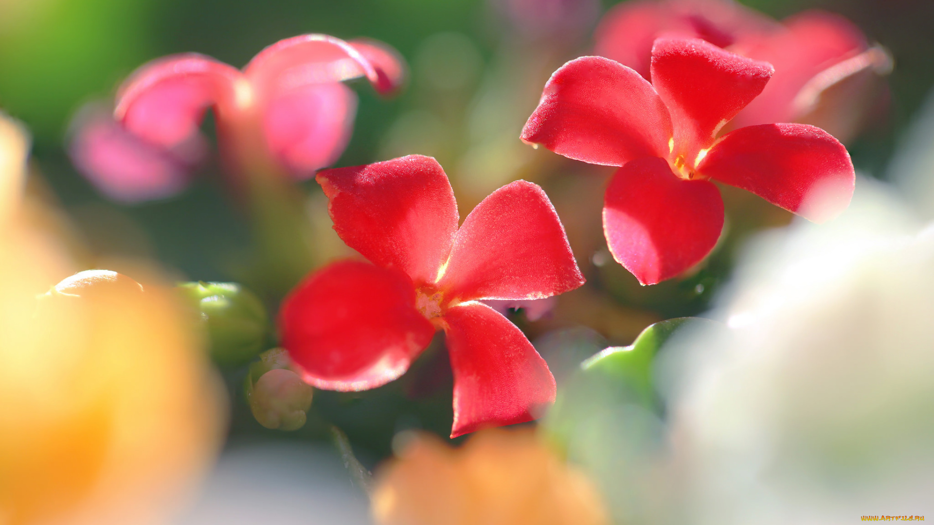 цветы, красота, цветение, макро