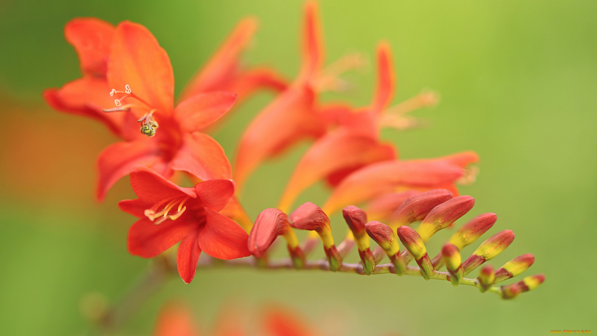 цветы, лилии, , лилейники, фон