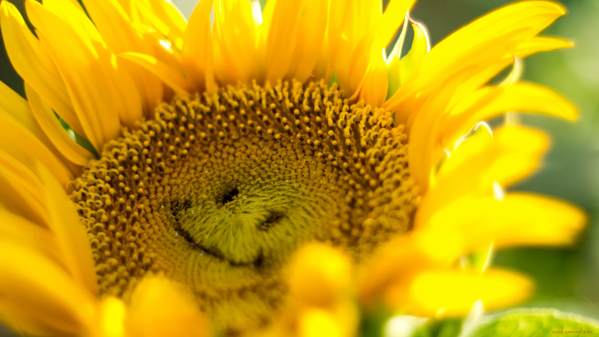 цветы, подсолнухи, лепестки, подсолнух, улыбка, свет