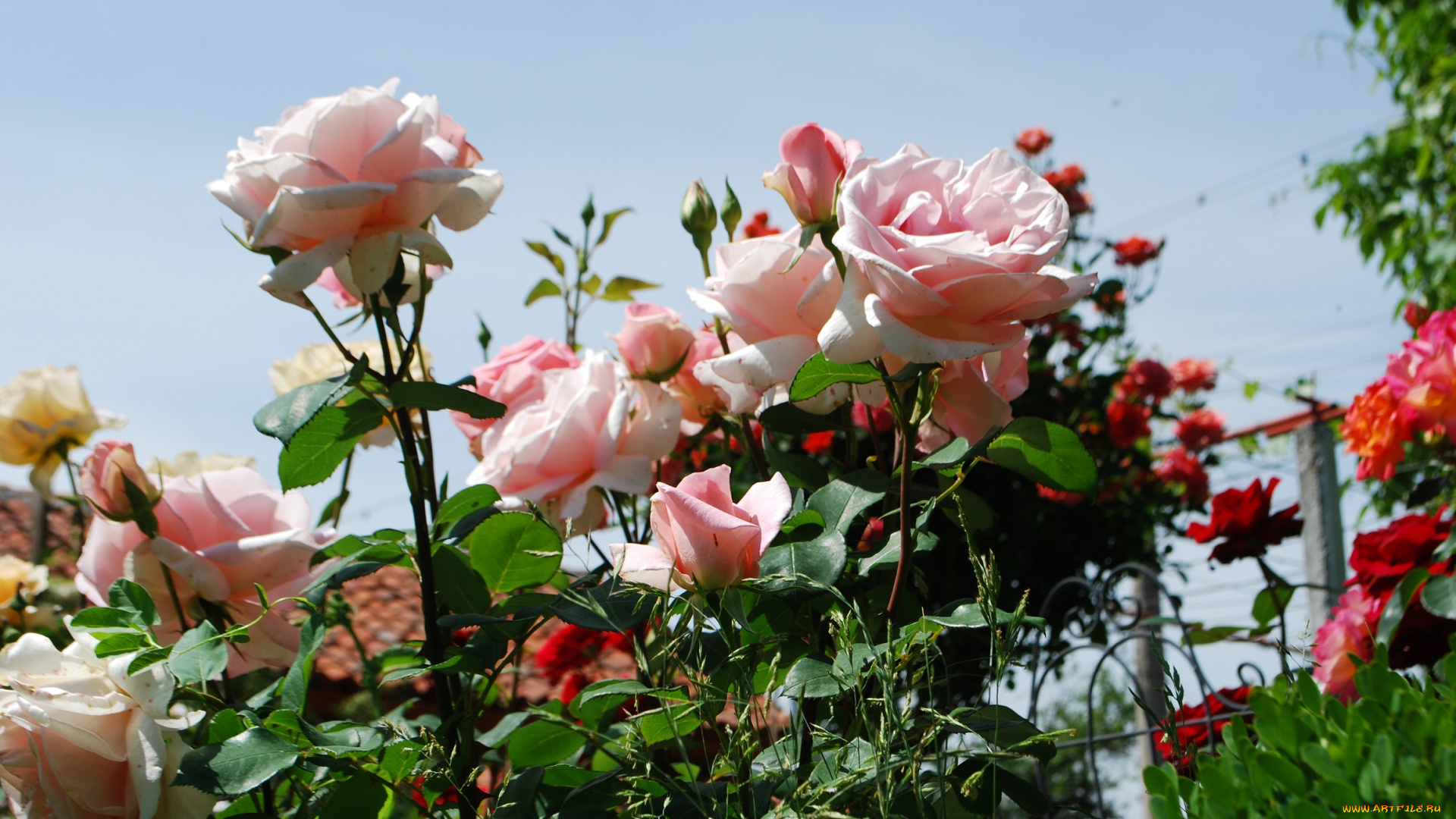 цветы, розы, небо, розовые, куст