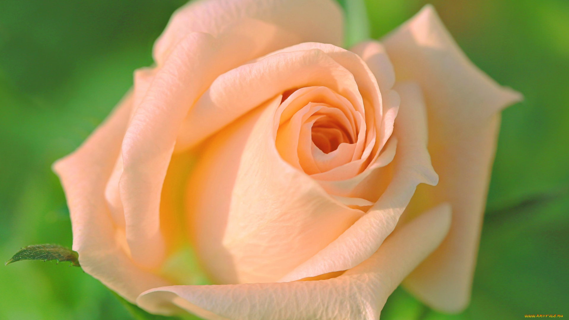 цветы, розы, роза, фон