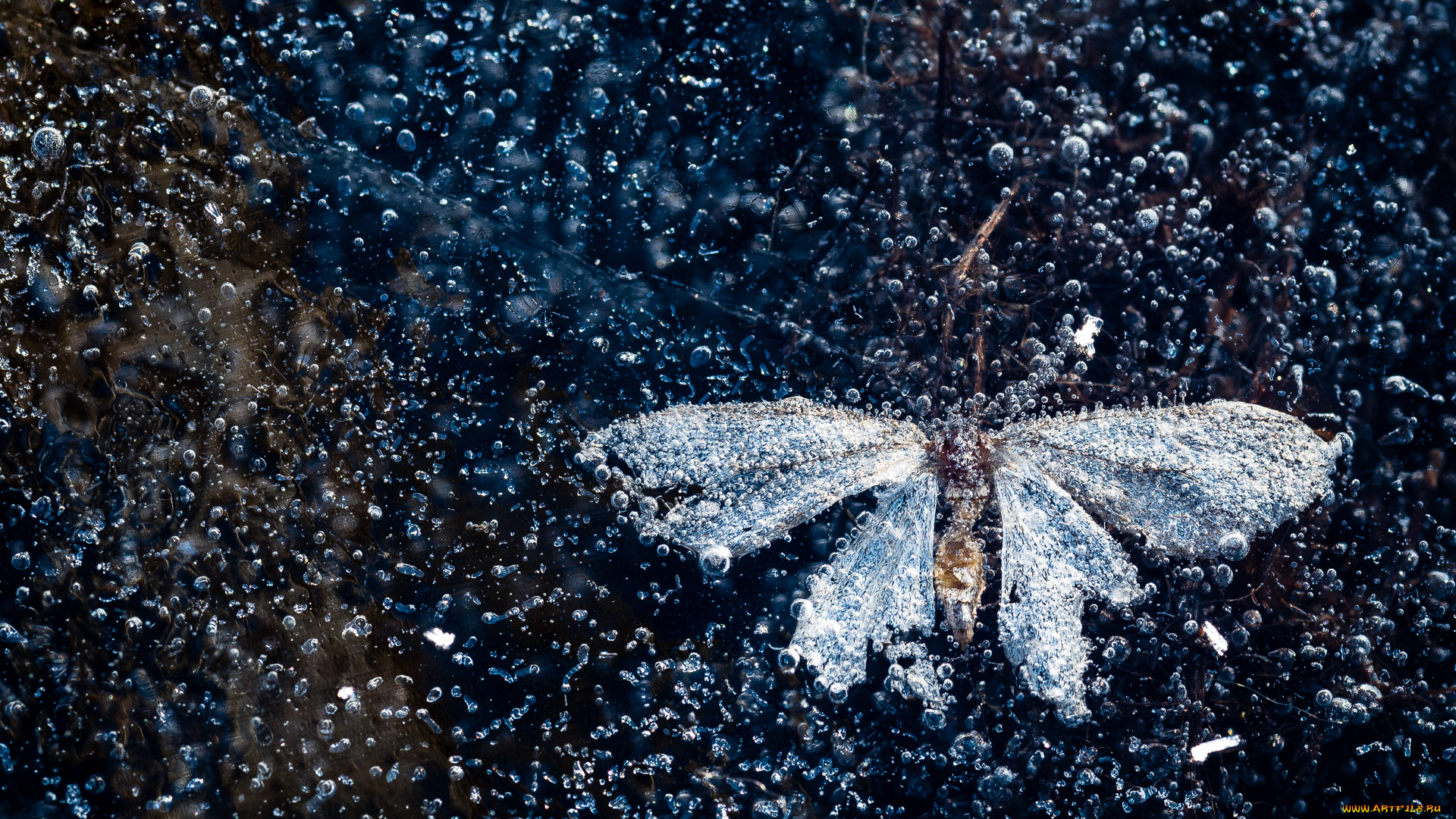 разное, текстуры, бабочка, пузырьки, воздуха, лед