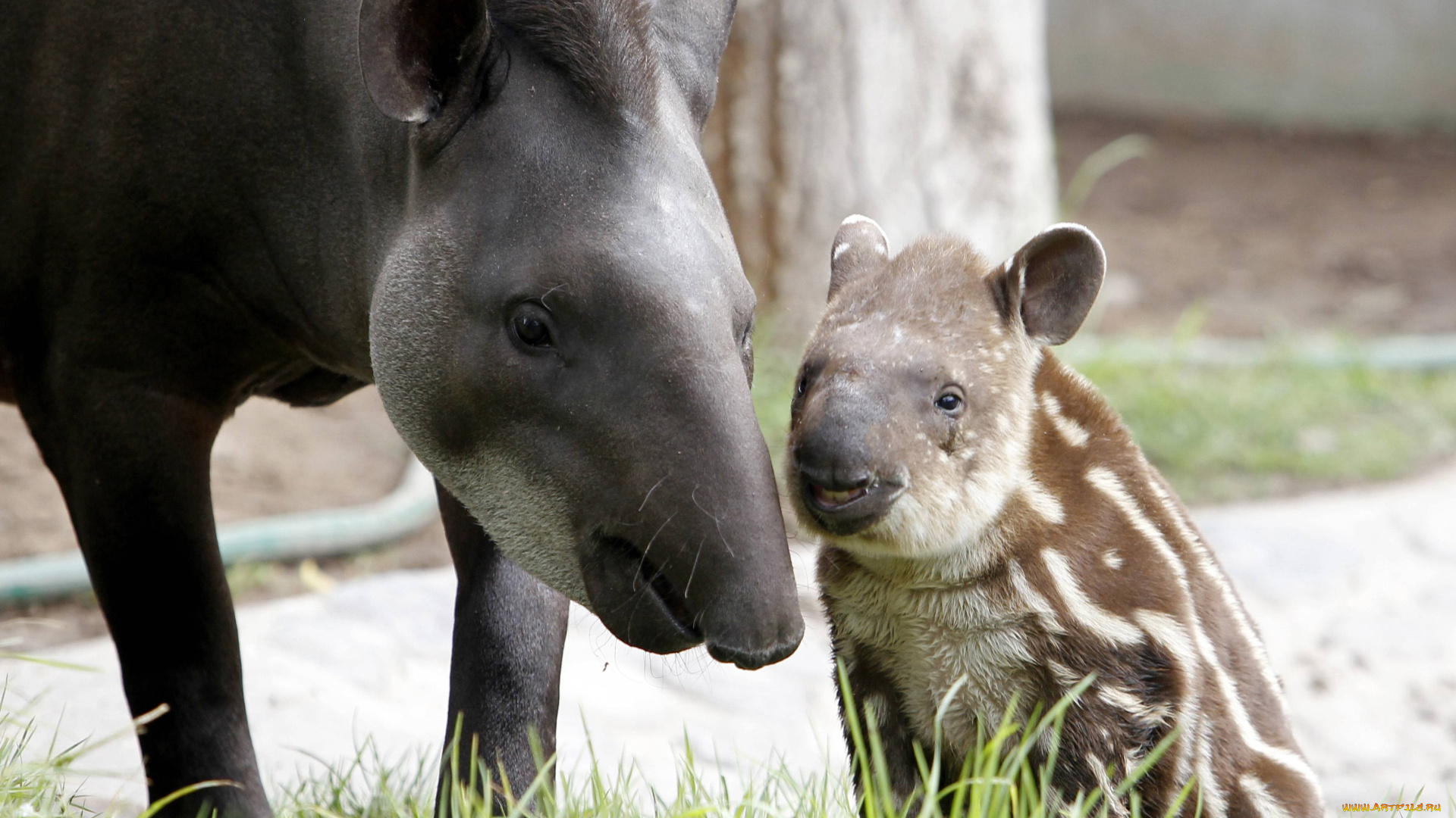 тапиры, животные, мама, и, малыш