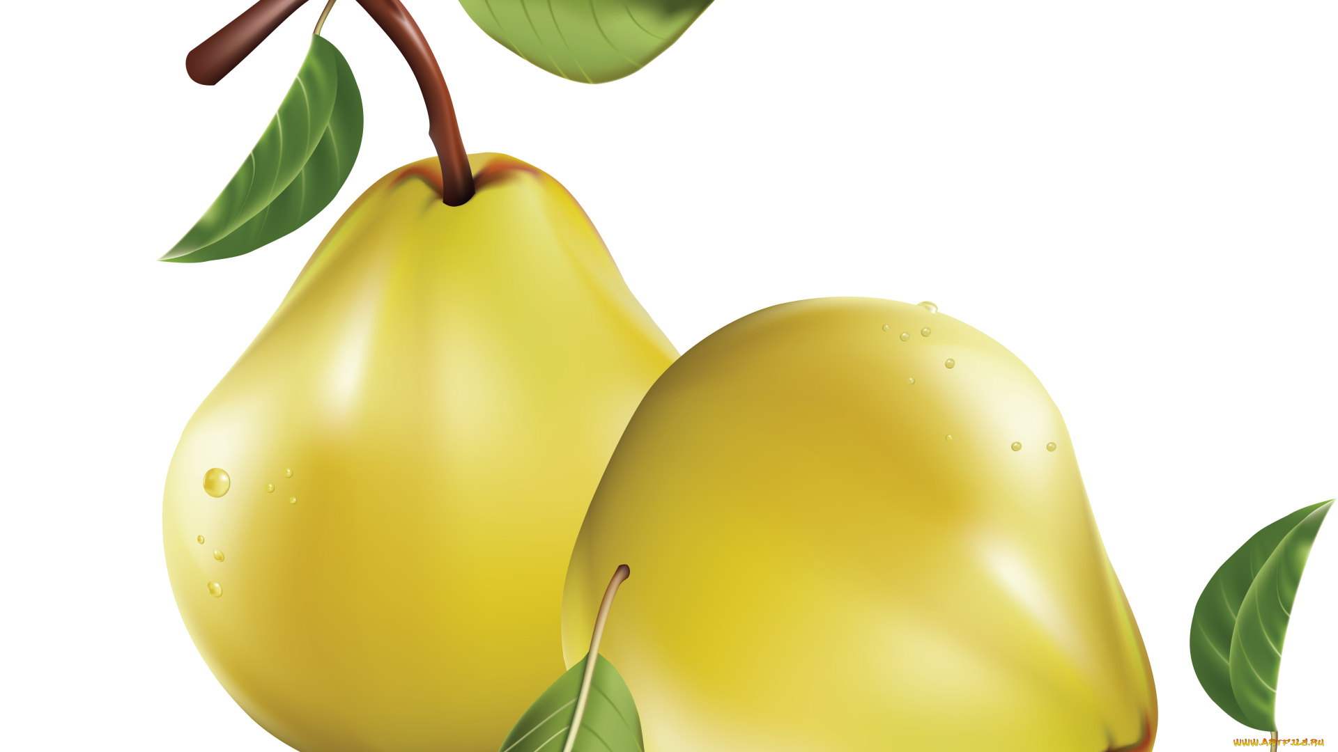 векторная, графика, еда, листья, ветка, груши, фон, капли