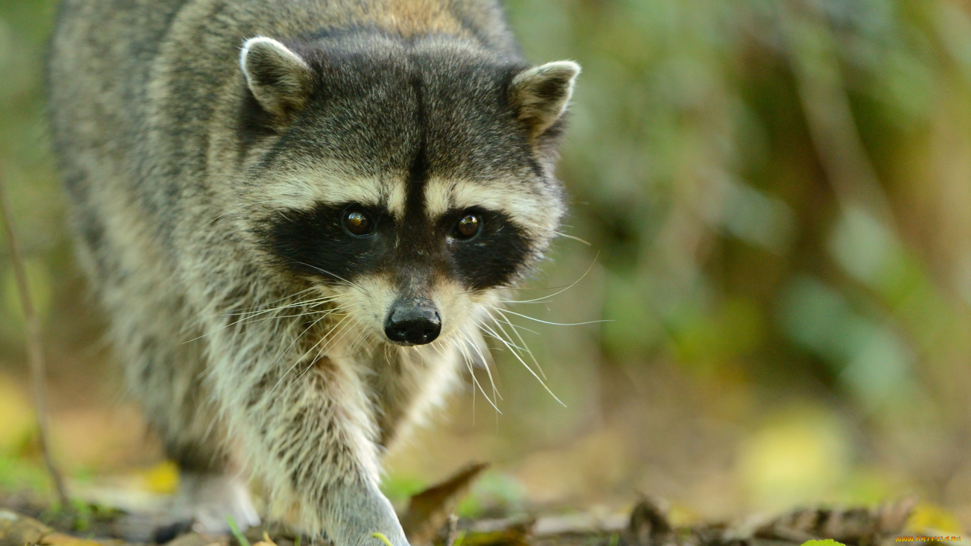 животные, еноты, морда, ушки, взгляд, енот