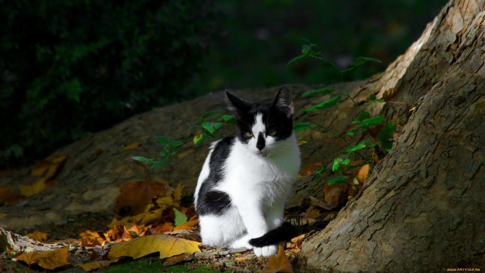 животные, коты, дерево, котэ, котяра, кошак