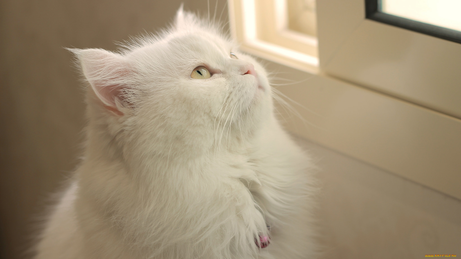 животные, коты, фон, взгляд, кошак, кот, кошка