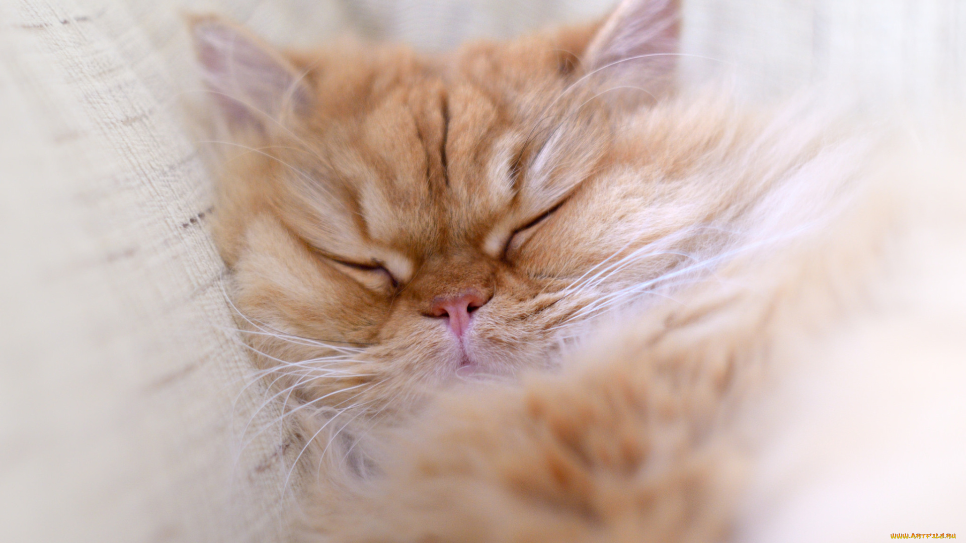 животные, коты, кошак, кот, отдых, кошка