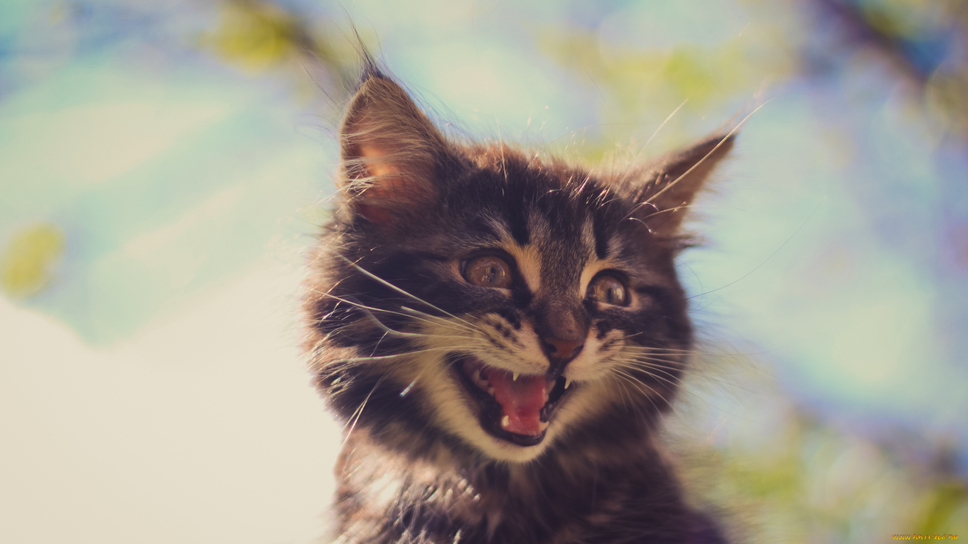 животные, коты, котёнок, мордочка, малыш, глаза