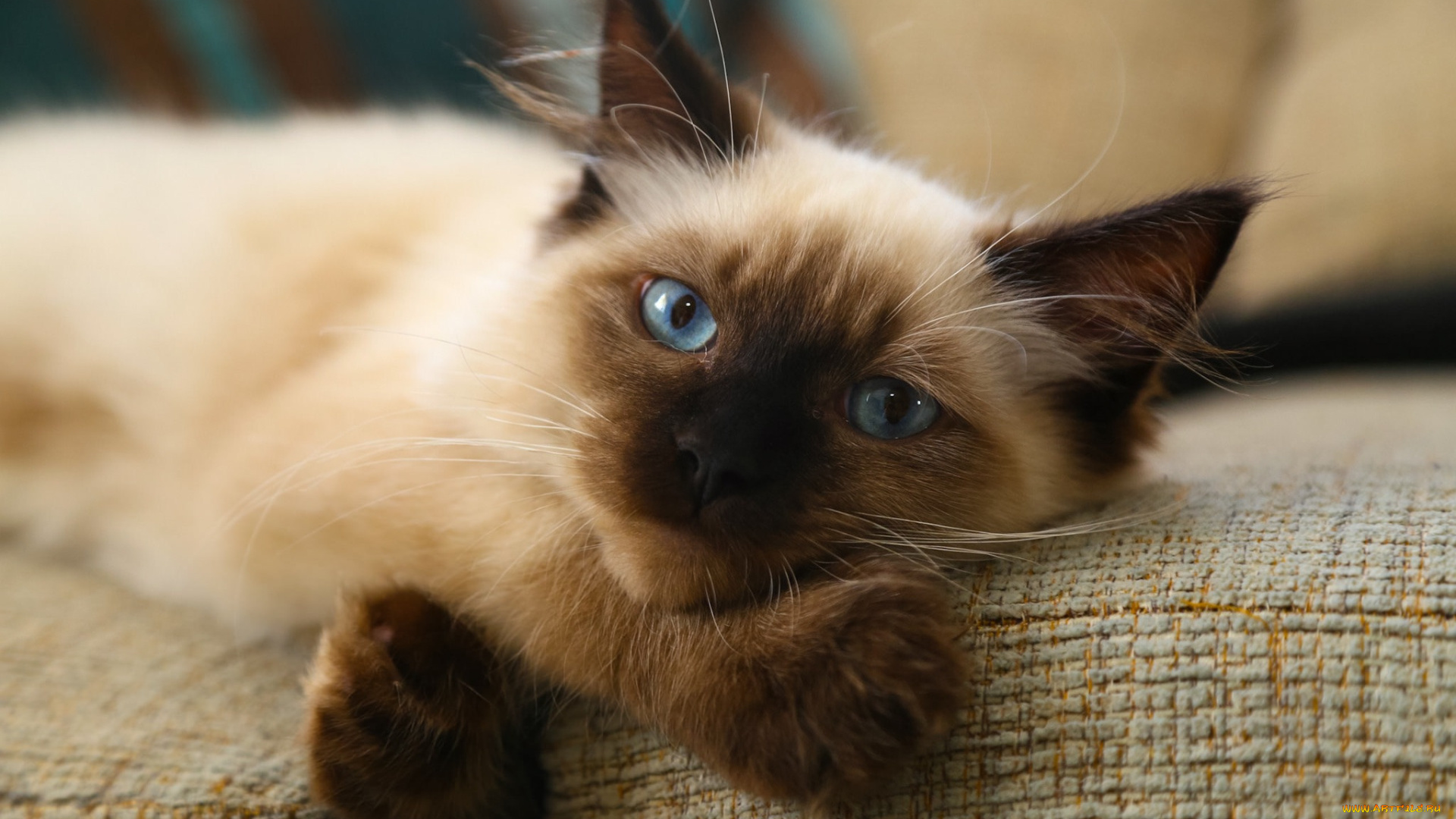 животные, коты, отдых, кошак, кот, взгляд, кошка