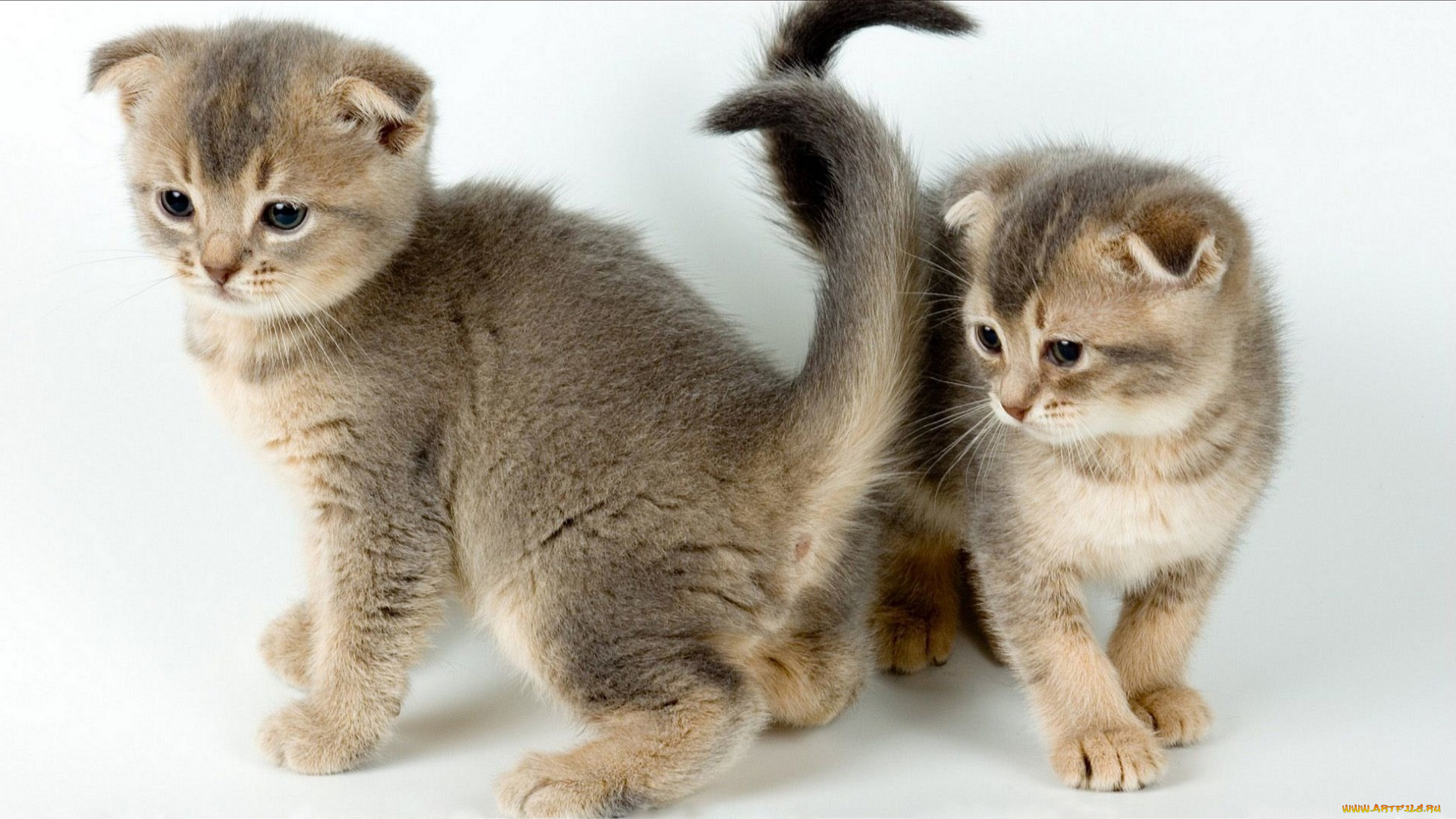 животные, коты, пара, малыши, котята